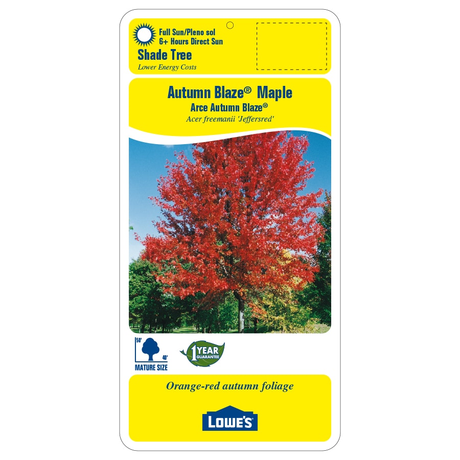 Lowe's 10.25-Gallon Shade Autumn Blaze Maple In Pot (With Soil) in the ...