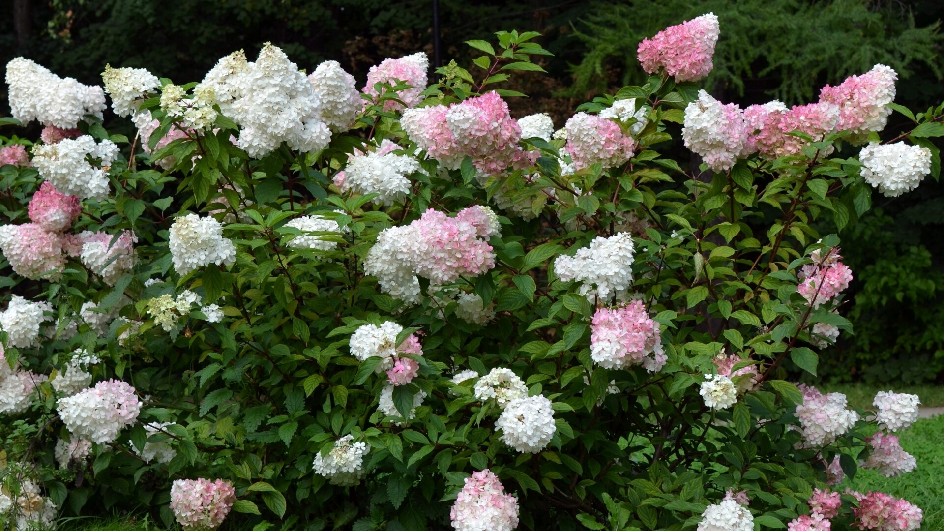 National Plant Network LW1343 shrubs - View #5