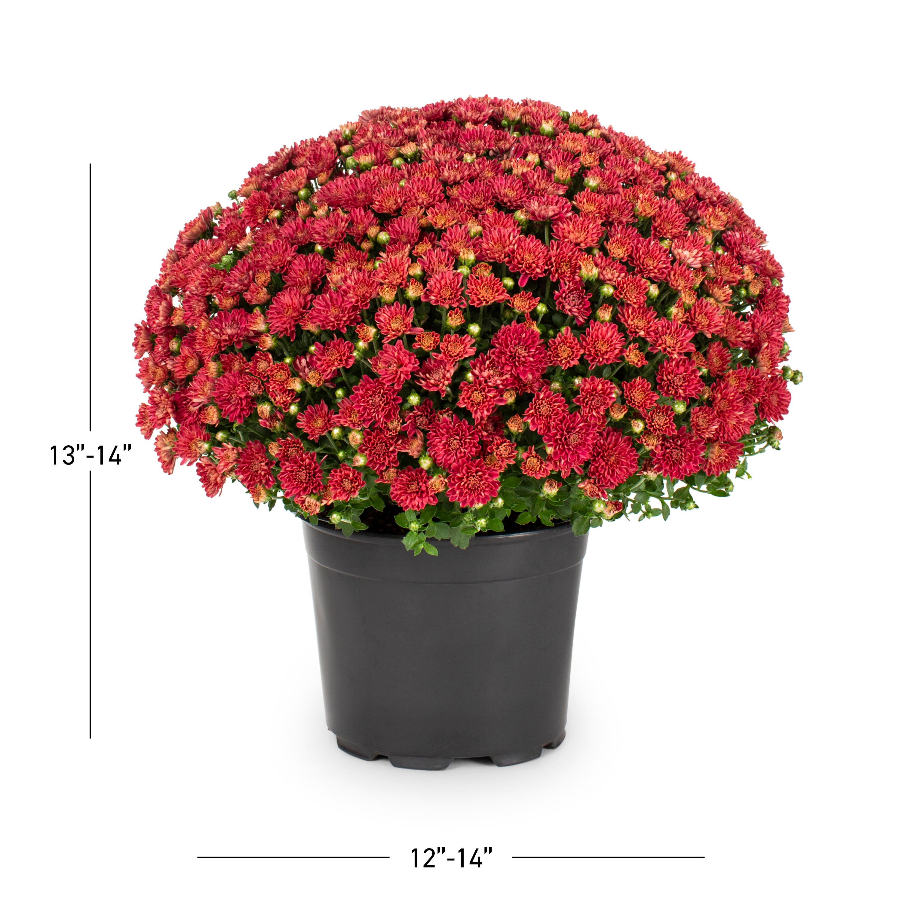 Lowe's 788393 annuals - View #3