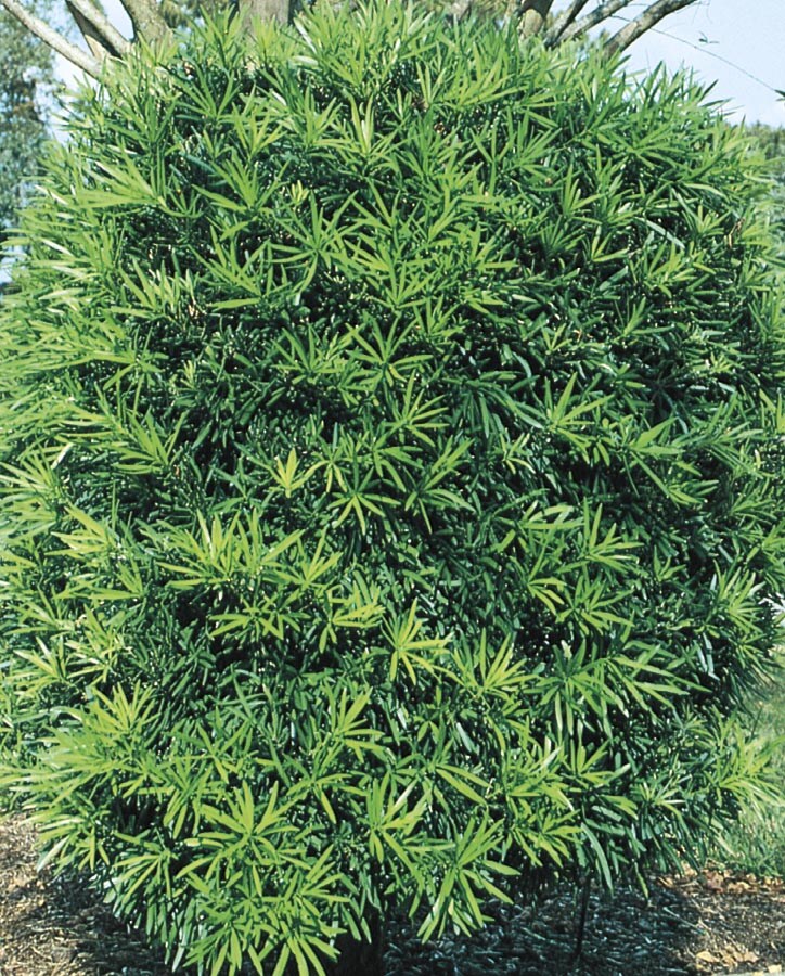 NURSERY 11.1-Gallon Insignificant Screening Tree Podocarpus