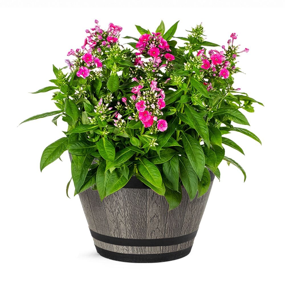 1.15 Gallon(s) Multicolor Giselle phlox 1 -Pack - Low Maintenance