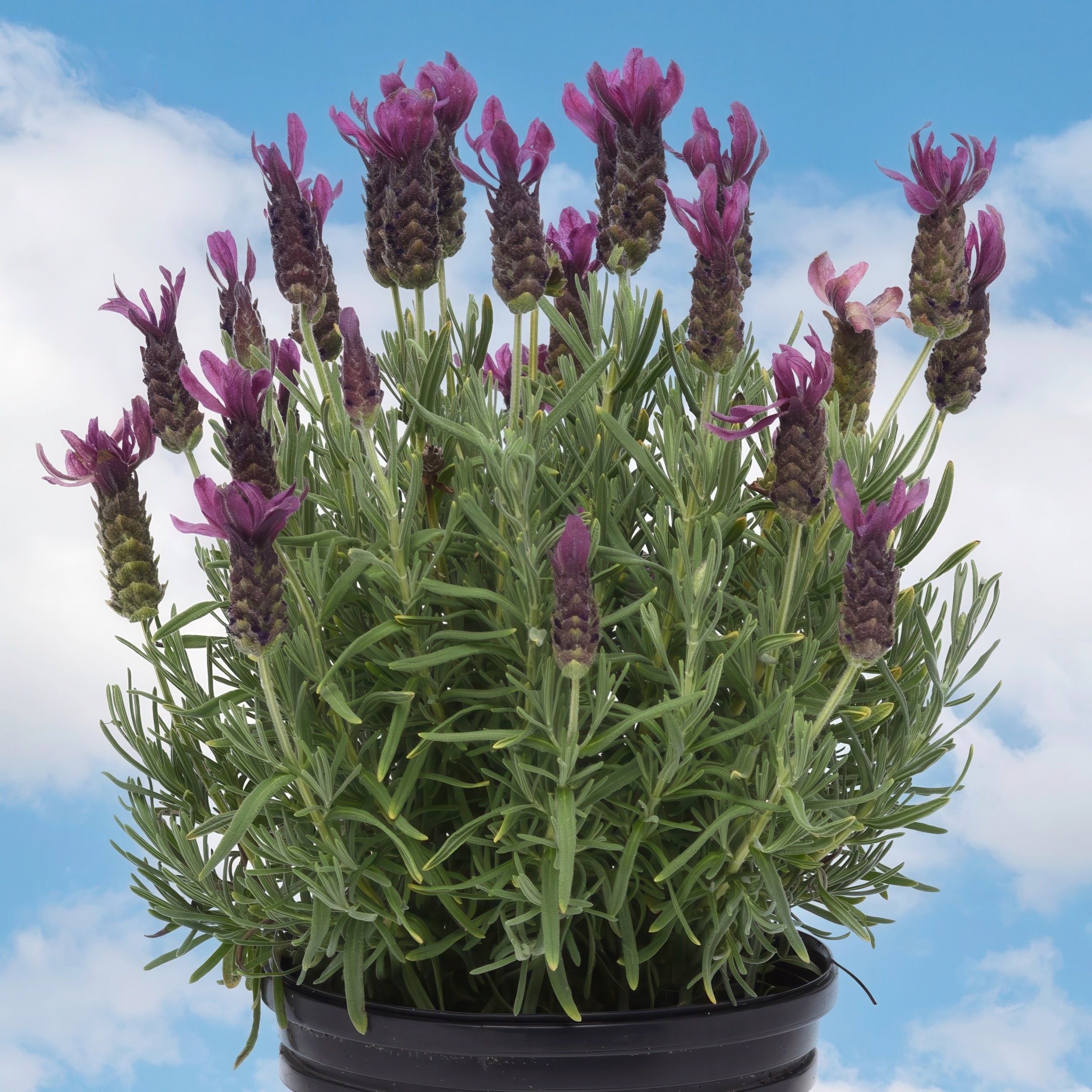 National Plant Network LW2206 perennials - View #8