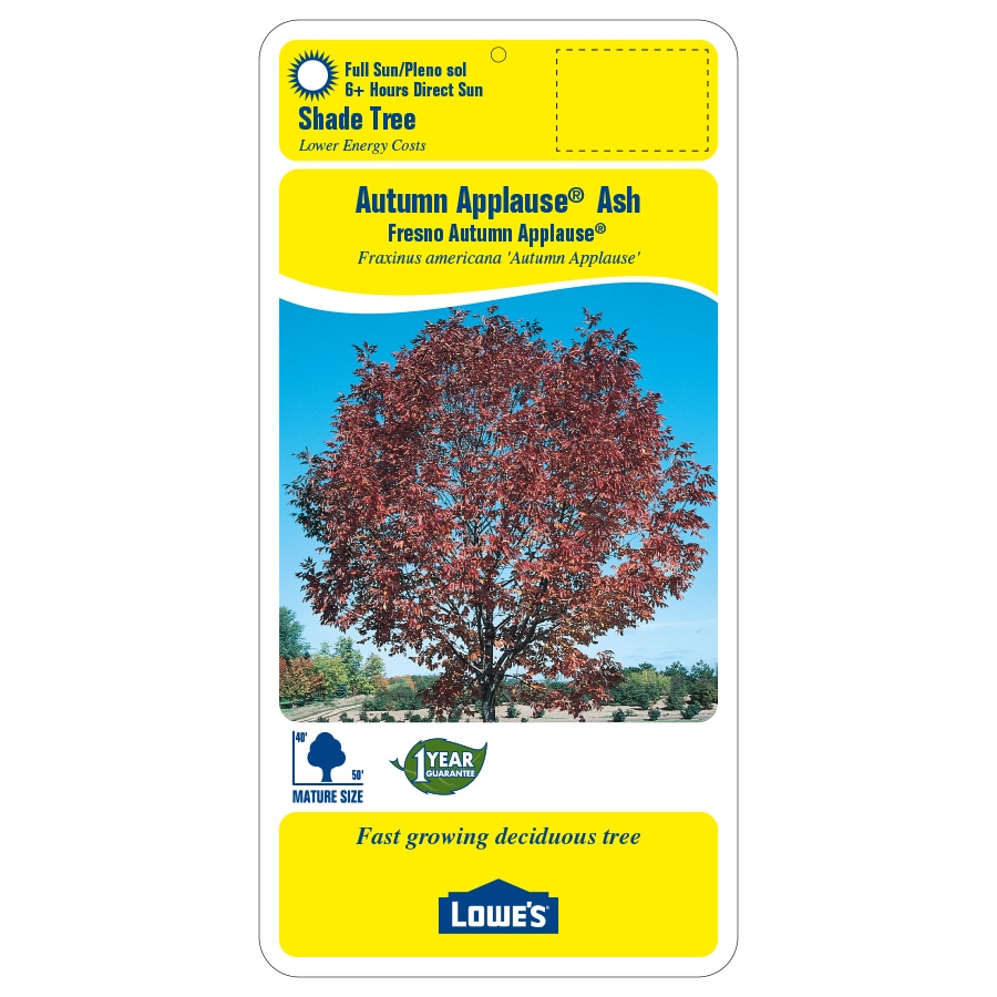 3.25-Gallon Shade Tree Autumn Applause Ash In Pot (With Soil) in the ...