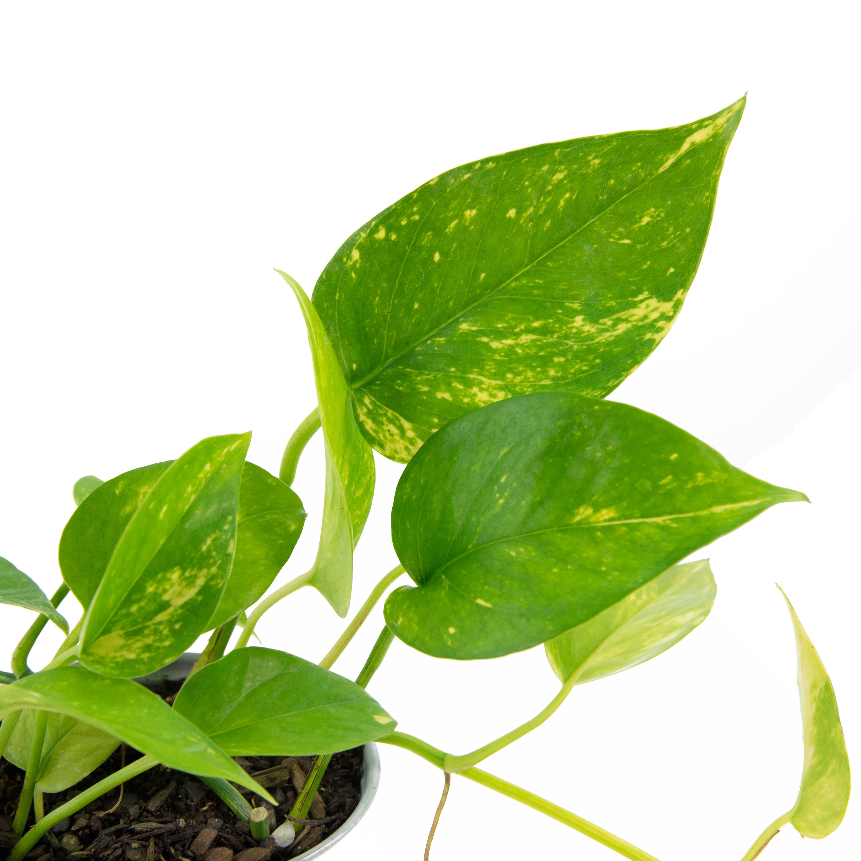 National Plant Network LW7206 hseplants - View #2