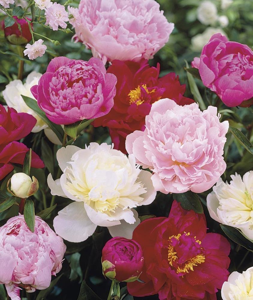 Lowe's NURSERY Multicolor Peony Plant in -Gallon Pot
