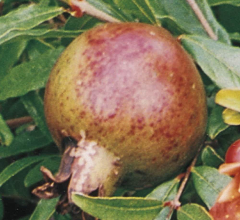 Monrovia 067455PT -Gallon Red Fruit Wonderful Pomegranate In pot (with soil)