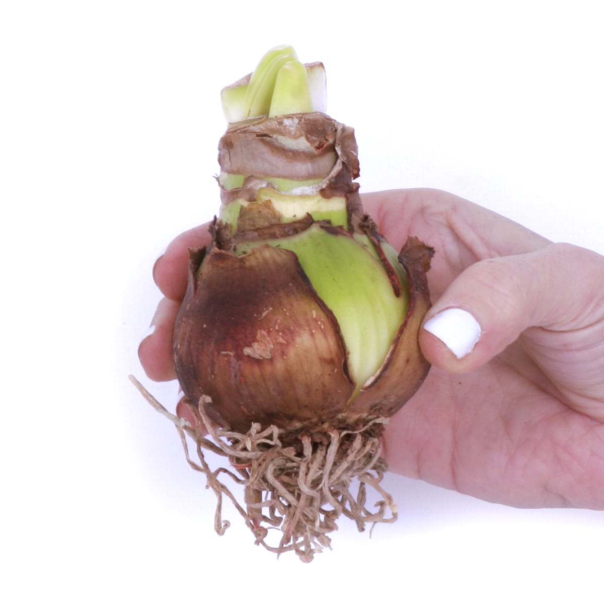 Van Zyverden 88448 Plant-Bulbs - View #3