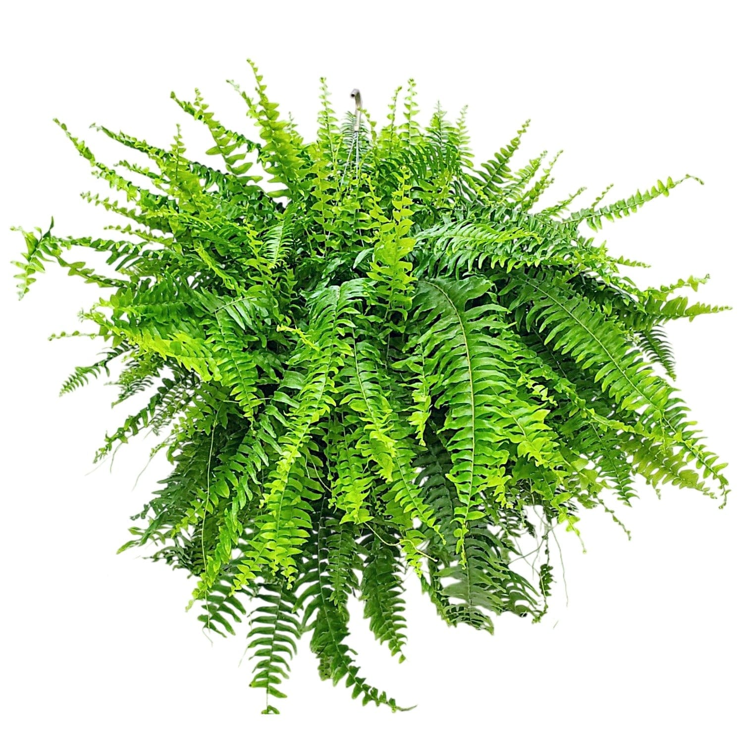 Tropical Plants of Florida Boston Fern in 10 Inch Hanging Basket 1 Pack