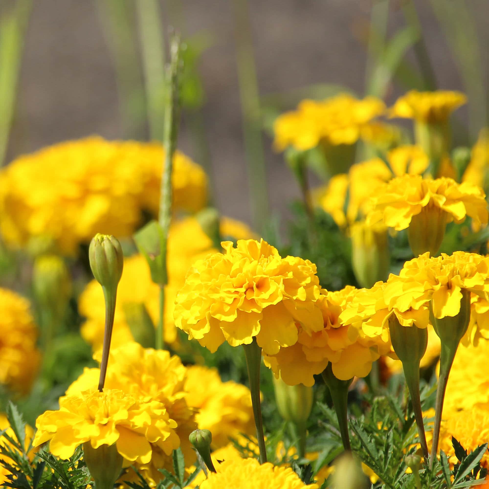 Miracle-Gro 201307 annuals - View #5