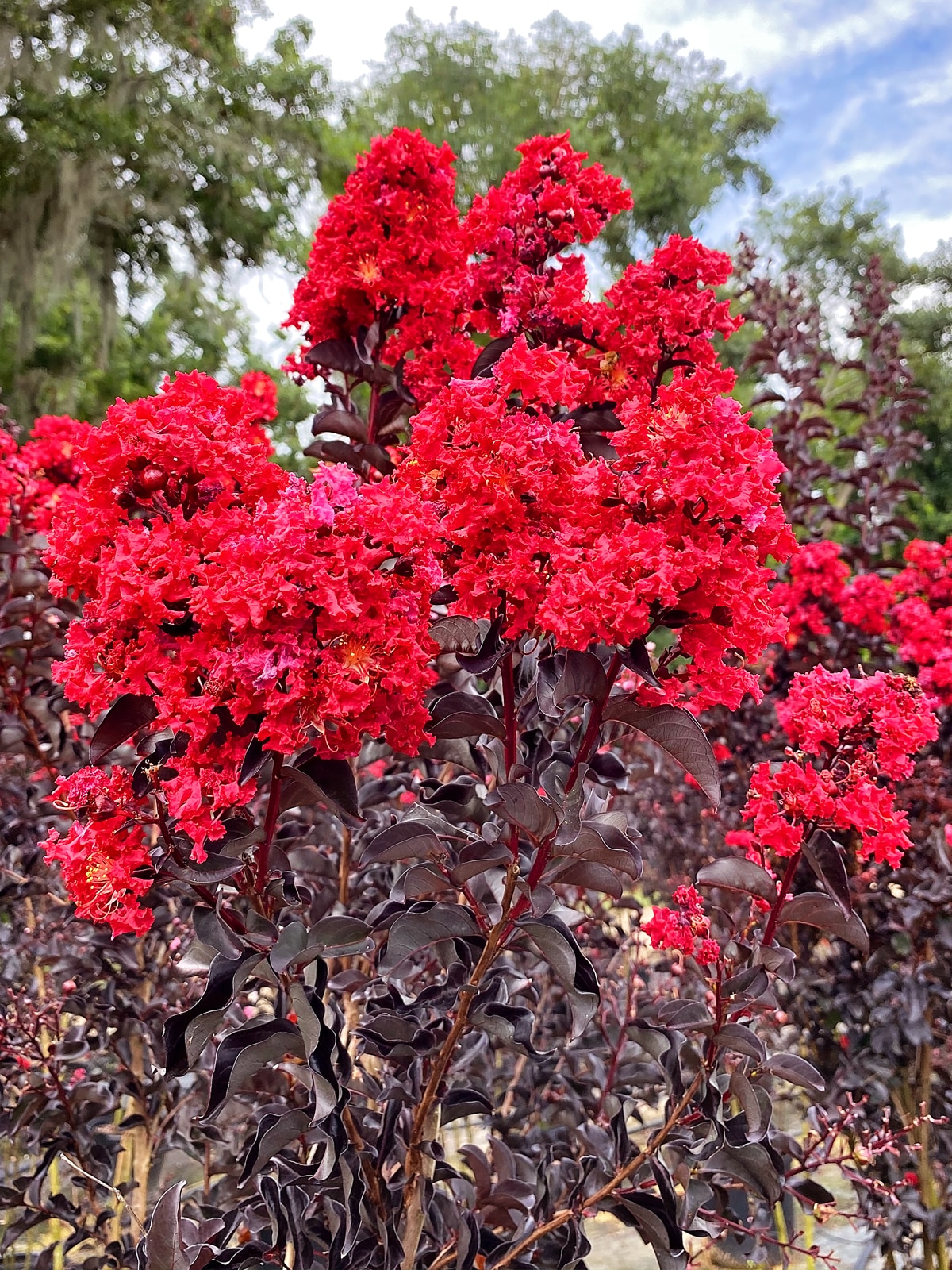 Black Diamond Red Flowering Red Hot Crape Myrtle In Pot (With Soil) in the  Trees department at