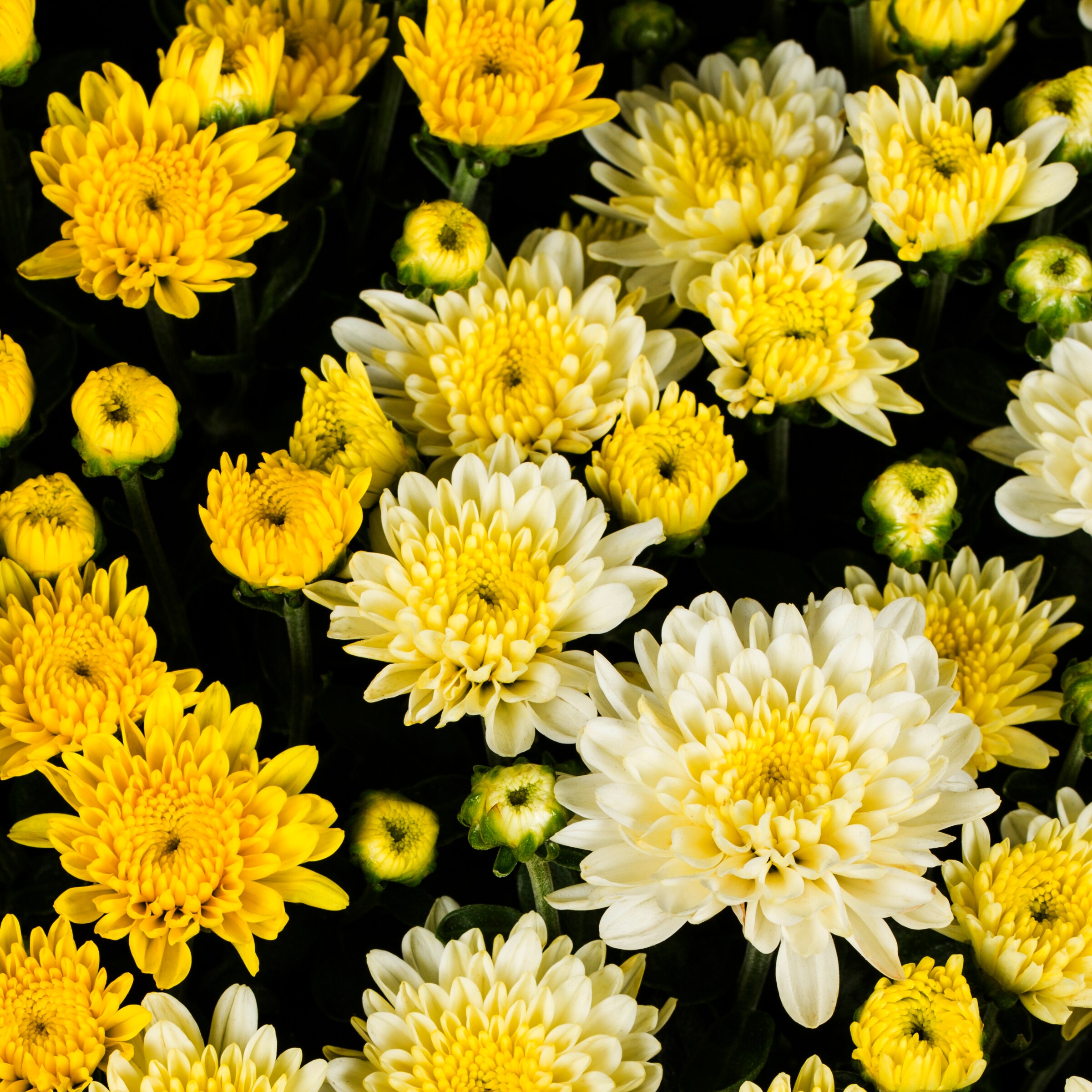 Lowe's 5336039 annuals - View #2