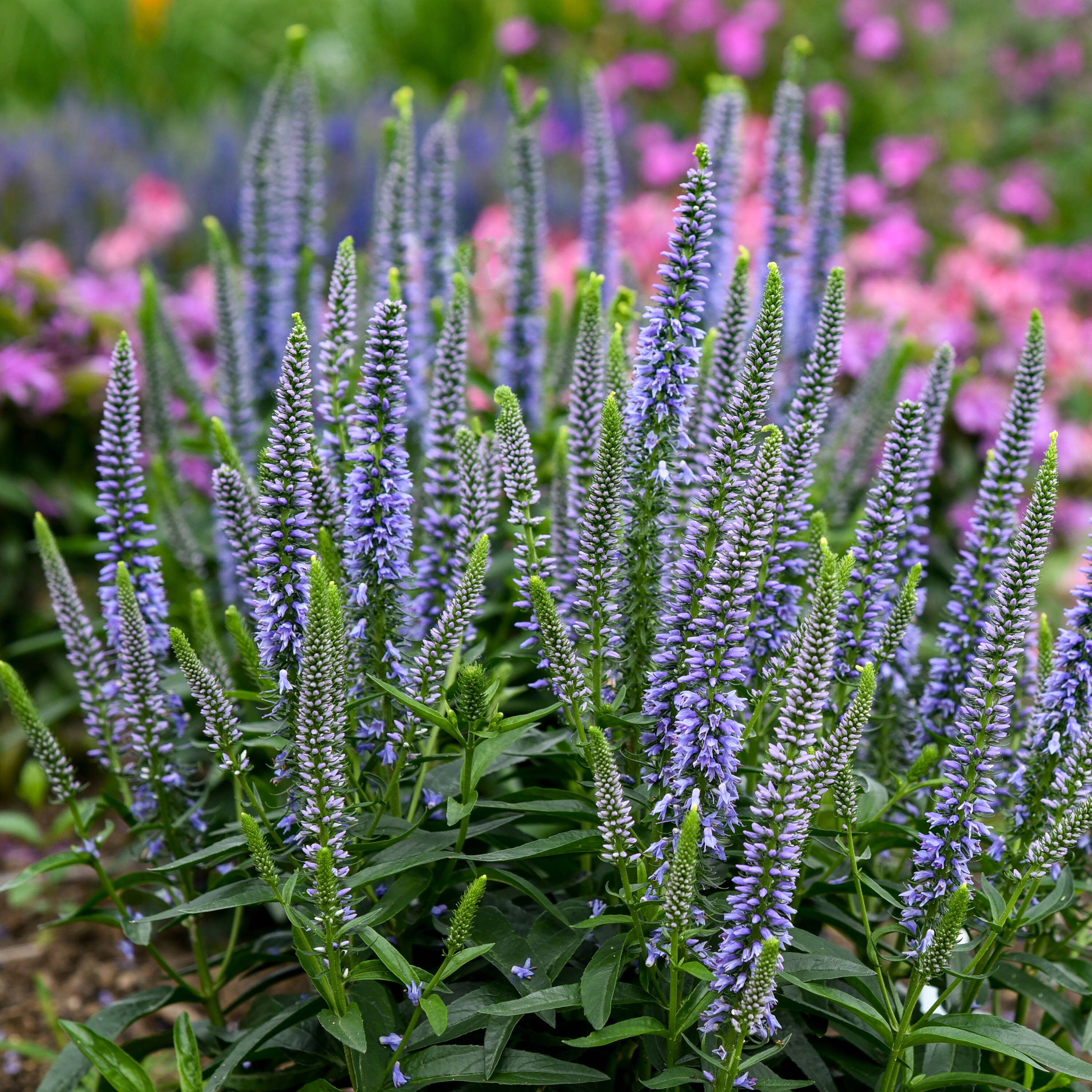 Proven Winners Blue Magic Show 'ever After' Spike Speedwell (veronica ...