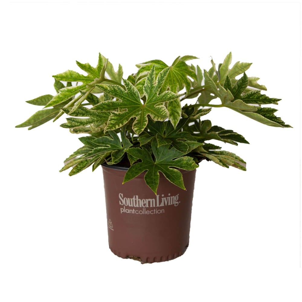 Southern Living Plant Collection 0209Q-1 Spiders Web Fatsia Accent Shrub in 2.5 -Quart Pot 1 -Pack with White Blooms