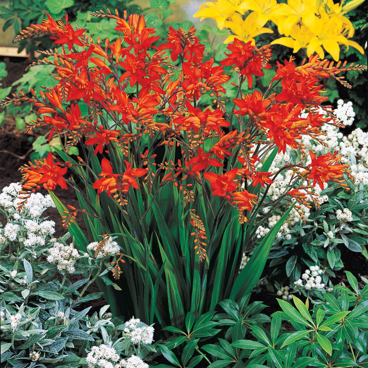 Breck's 90300 Plant-Bulbs - View #2