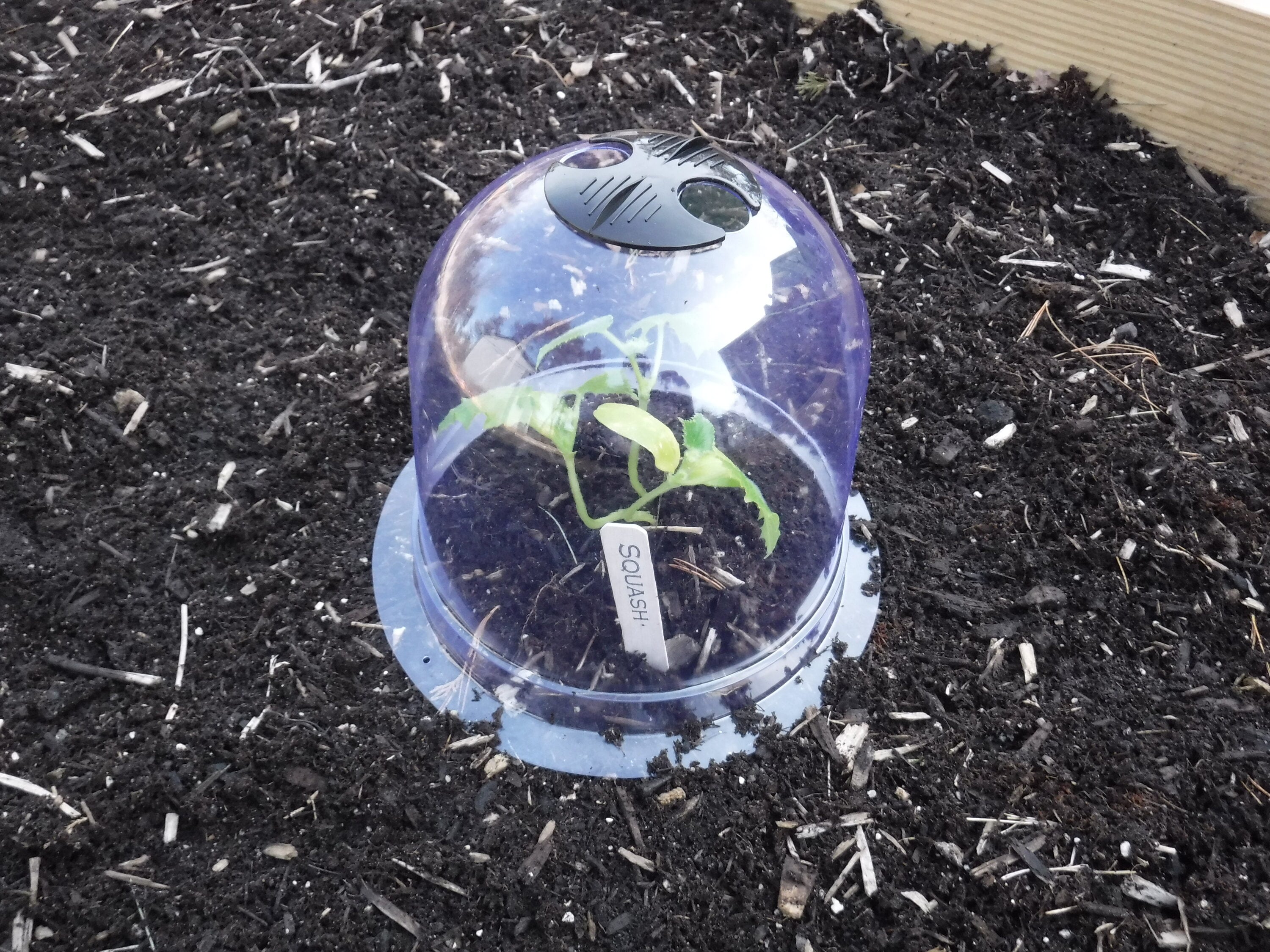 Gardinnovations GASD1800 Plastic Garden cloche (Common: 0.6-ft x 0.6-ft Actual: 0.6-ft x 0.6-ft )