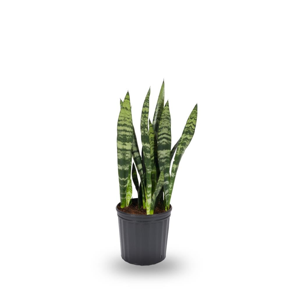 Lowe's NURSERY Sansevieria House plant in 1.4 Quart(s) Pot 1 -Pack