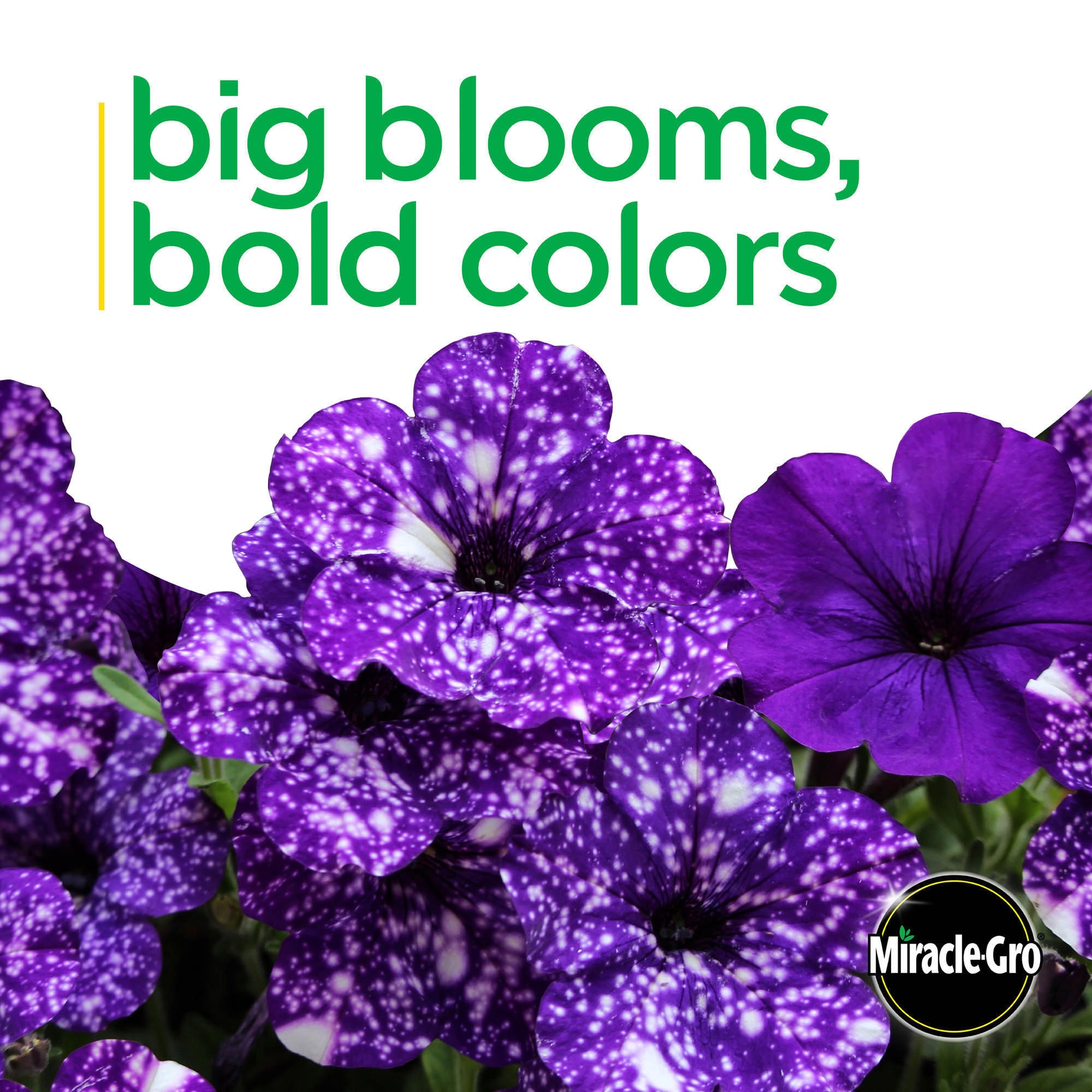 Miracle-Gro Purple Brilliant Blooms Night Sky Petunia in 25-oz Pot at ...