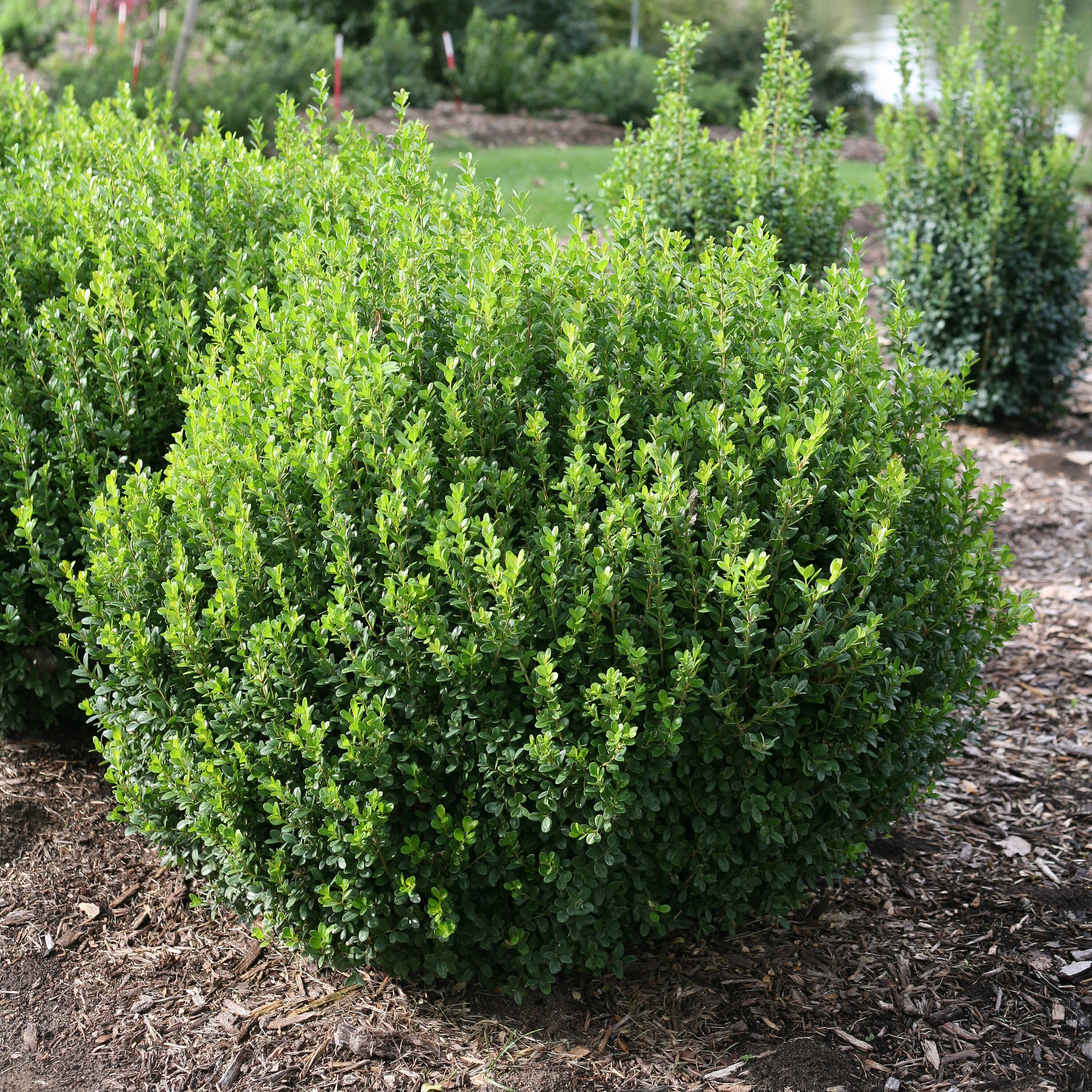 Proven Winners Sprinter Boxwood (Buxus) Foundation/Hedge Shrub in 1 ...