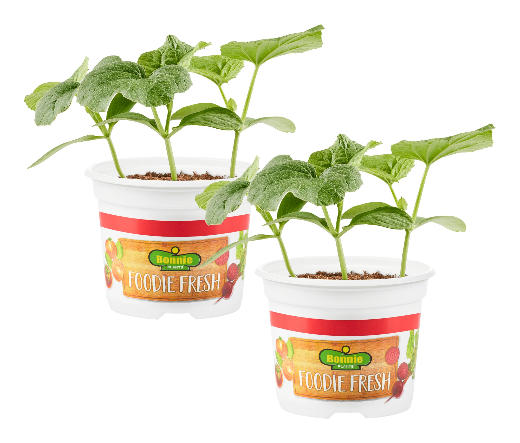 Bonnie Plants Cucurbitaceae Plant Pot 2-Pack in the Fruit Plants ...