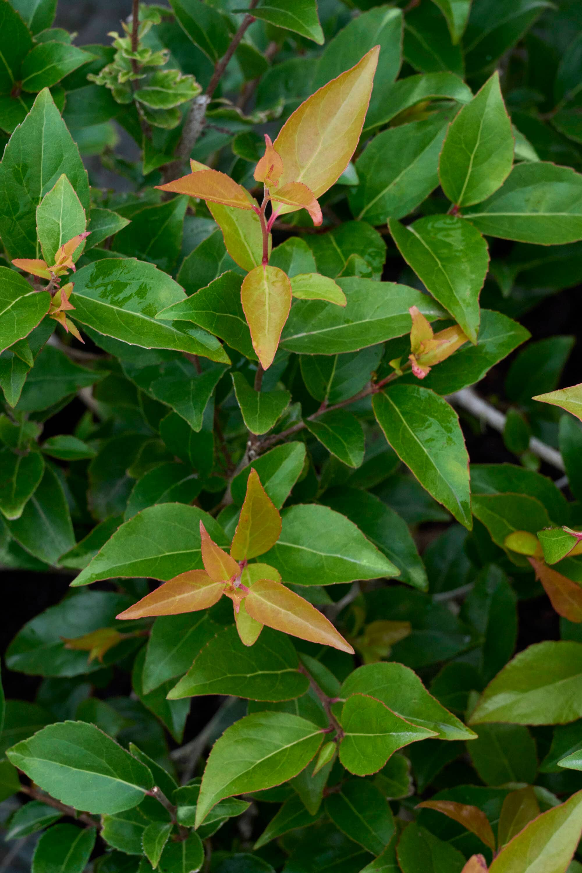 Monrovia Shiny Xylosma Foundation/Hedge Shrub in 3.58-Gallon Pot 076955 ...