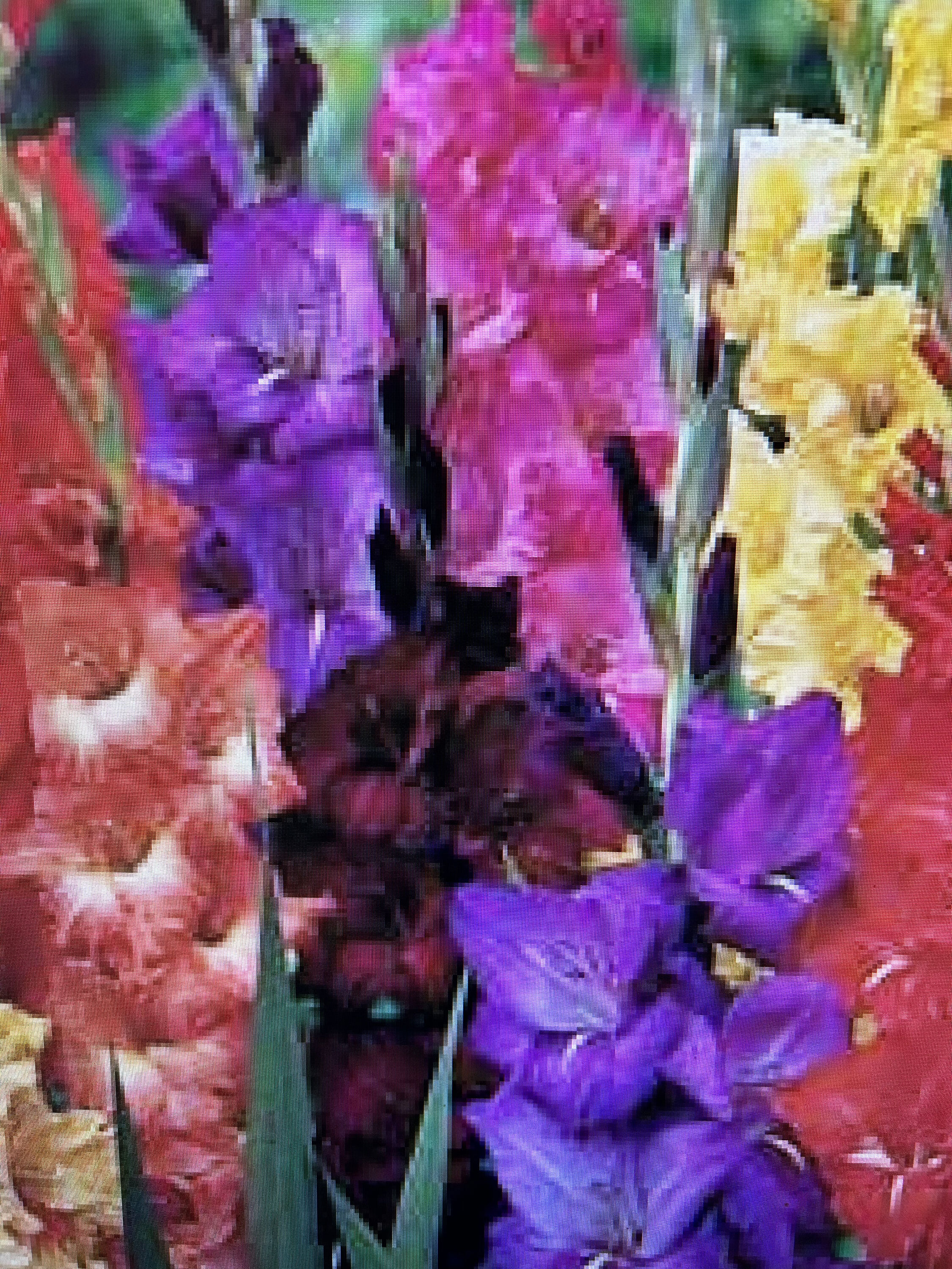 Daylily Nursery 21656 Multicolor Gladiolus (mixed) Bulbs 100 Count