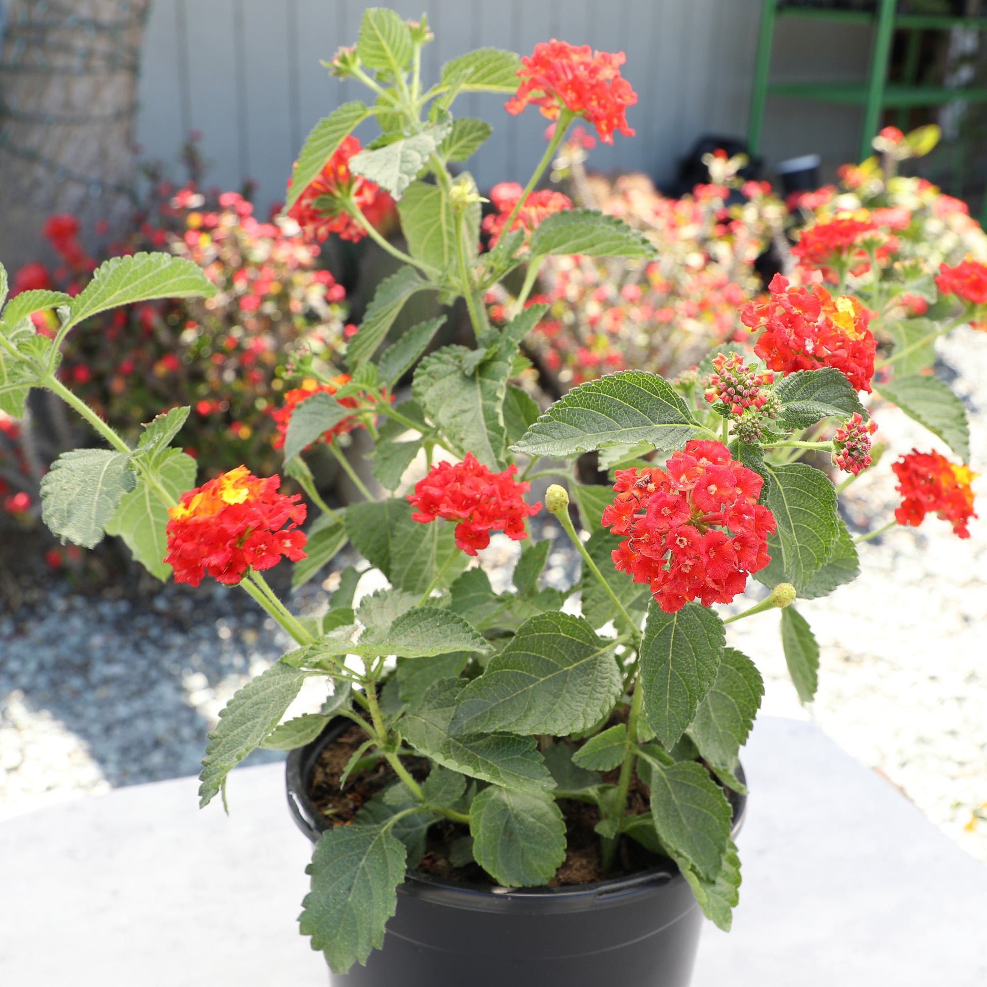 Altman Plants 0881266 annuals - View #3
