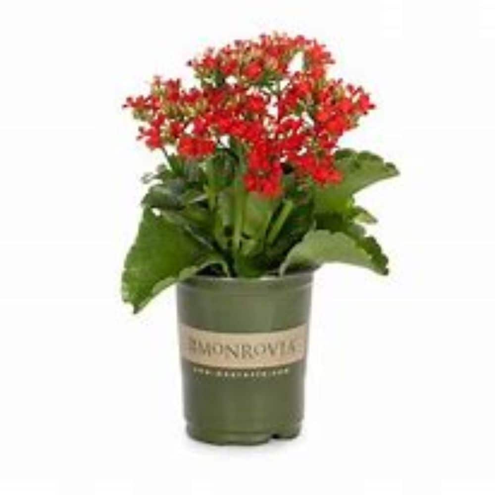 Lowe's NURSERY annuals - View #4