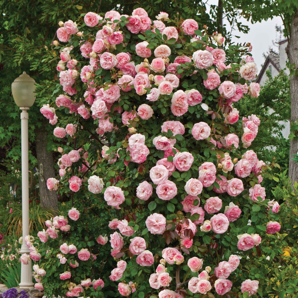 Spring Hill Nurseries 74041 roses - View #2