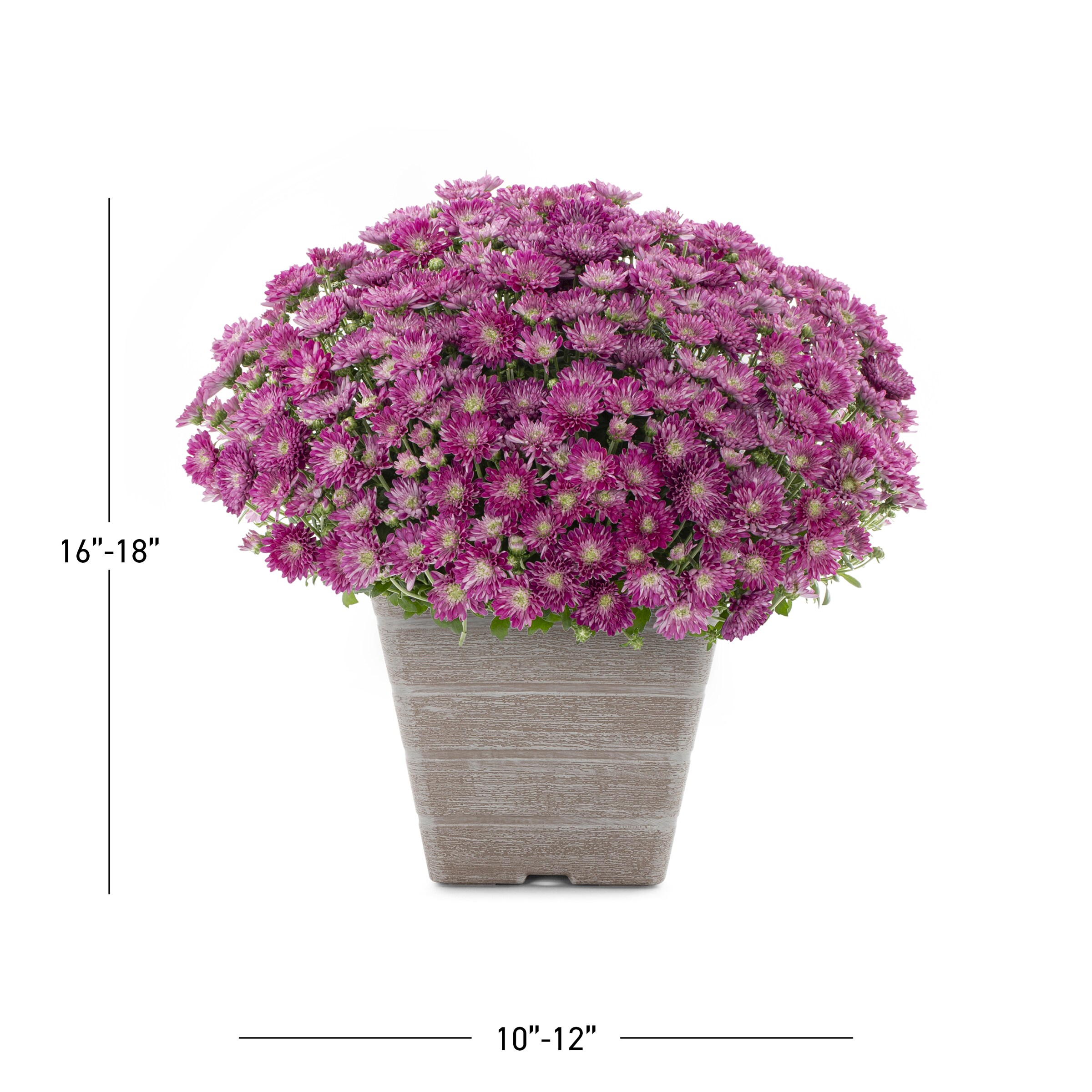 Lowe's NURSERY annuals - View #3
