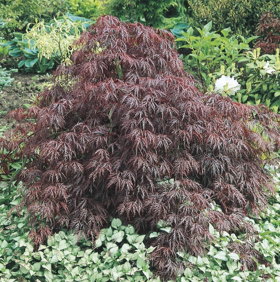  NURSERY 5.5-Gallon Red Feature Tree Inaba Shidare Japanese Maple In Pot (With Soil)