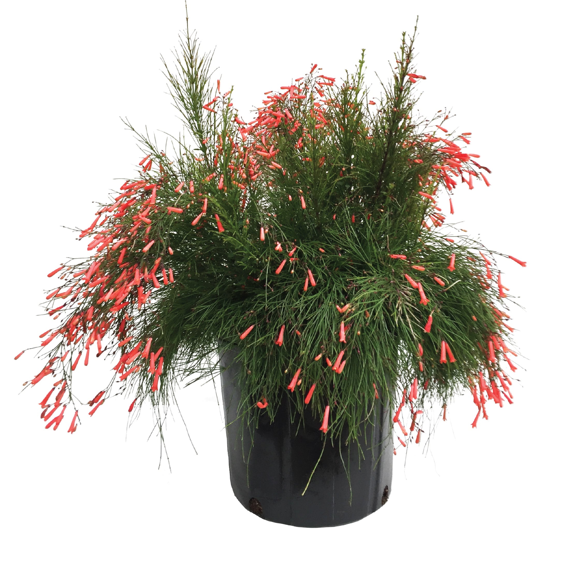 Nature's Way Farms 1.72 -Gallon Red Russelia Firecracker 1 -Pack