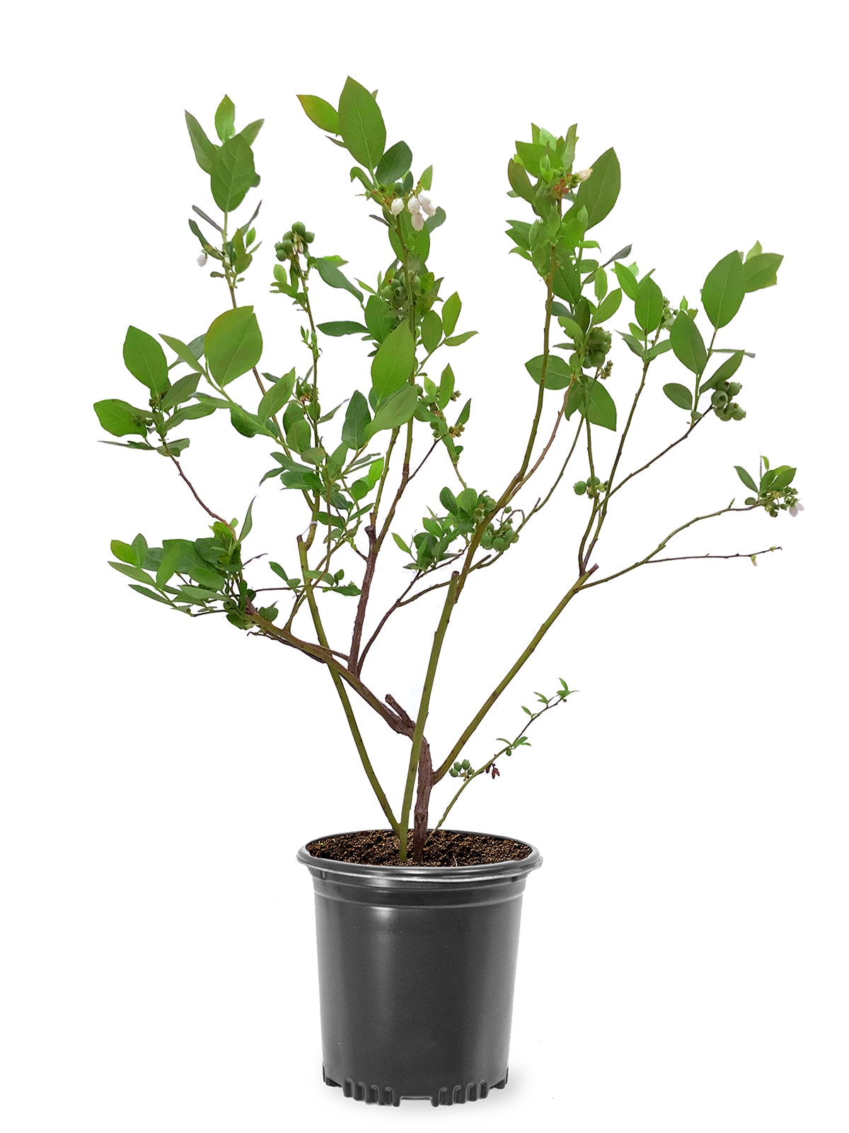 Southern Planters BLUTIF01G 1.0 -Pack Blueberry Plant in Pot Spring