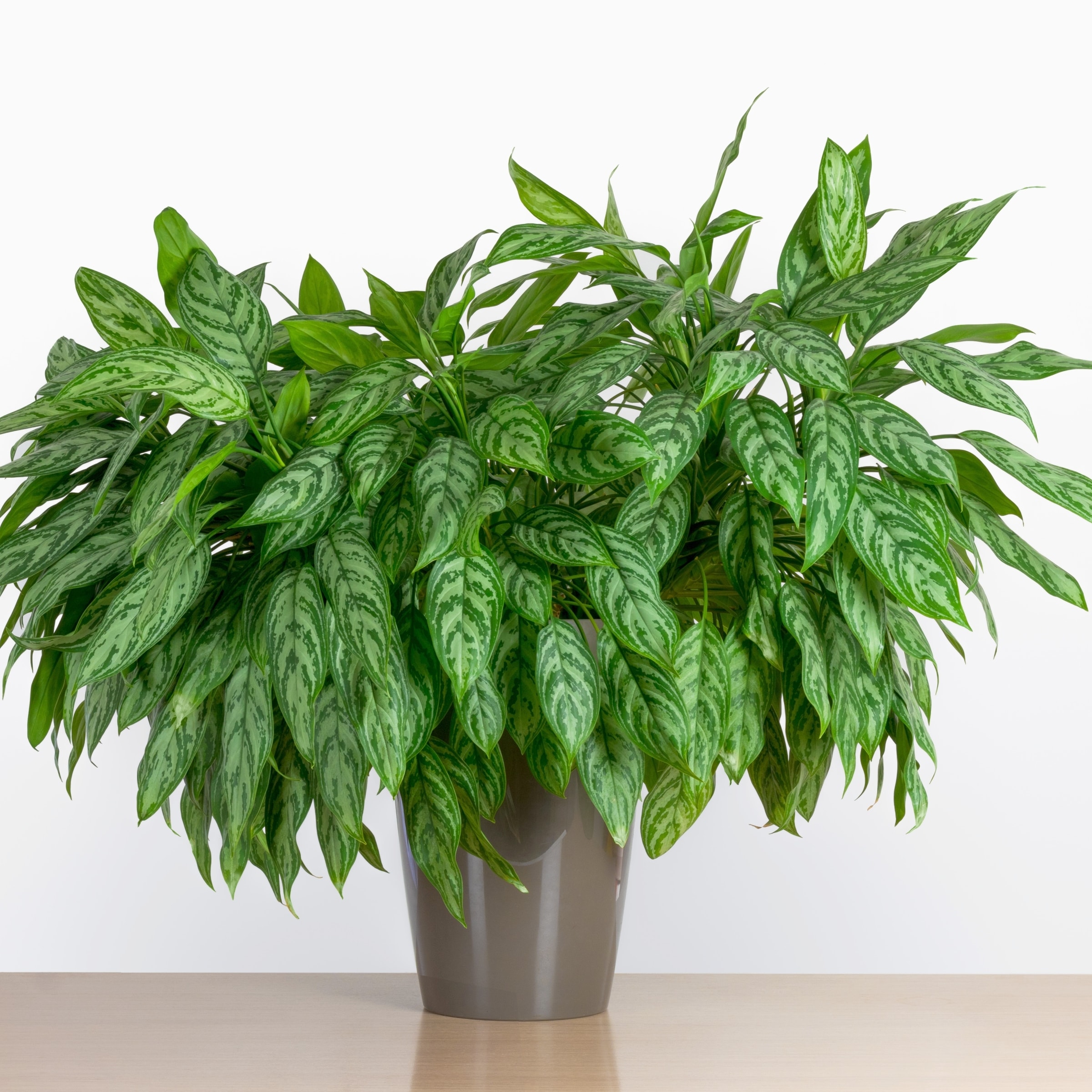 Aglaonema Maria 24" Black Plastic Indoor/Outdoor Plant