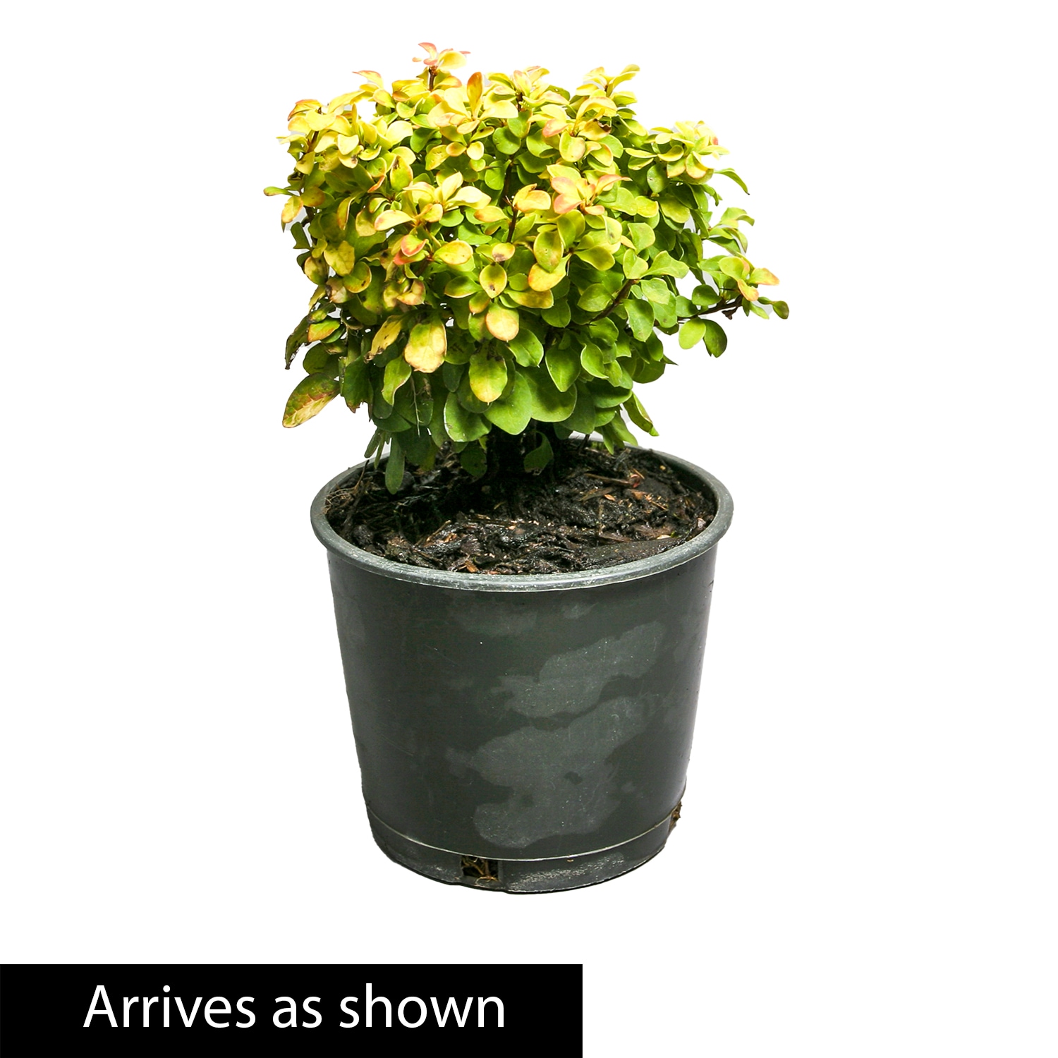 Gurney's Seed and Nursery 89449 shrubs - View #4