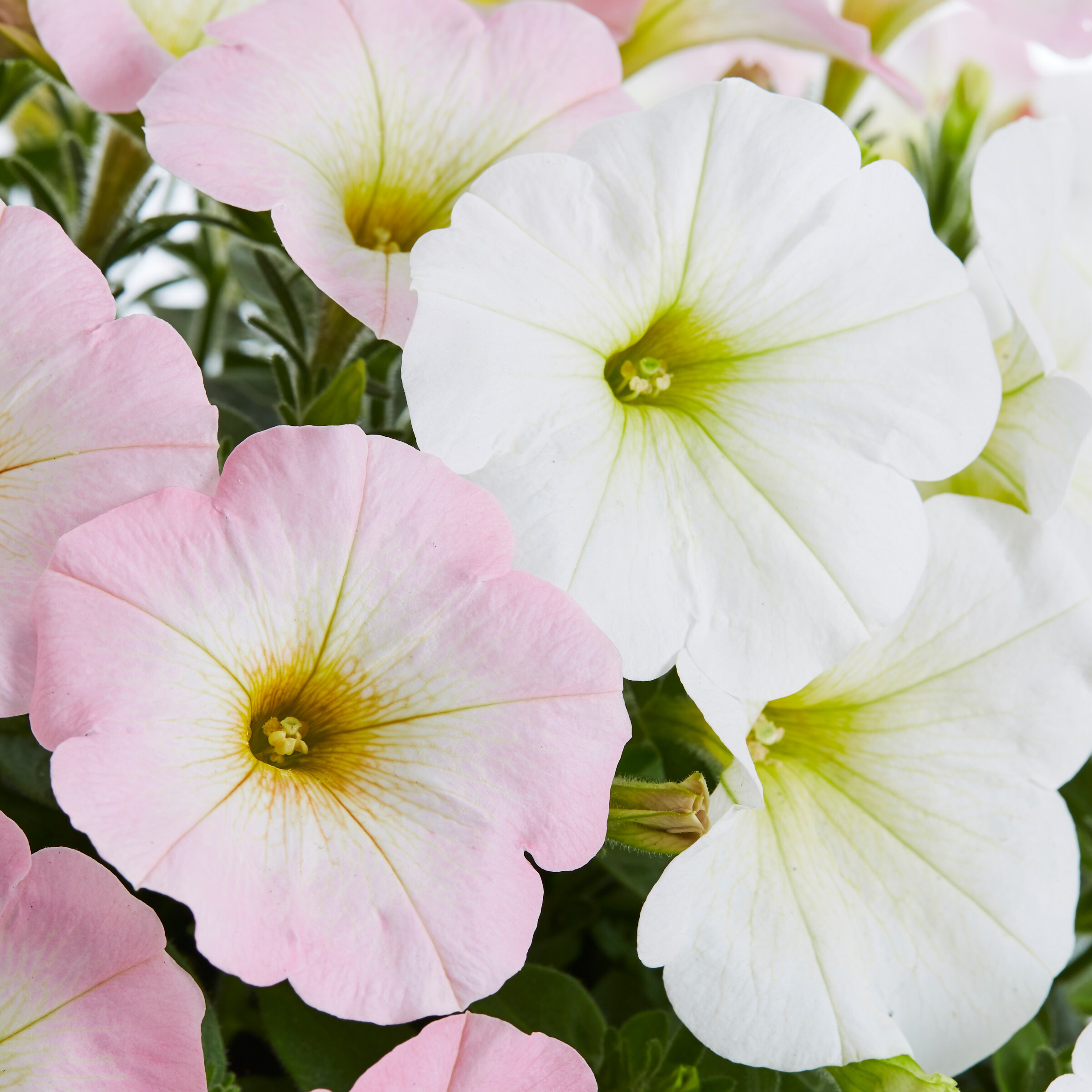 Ready Refill NURSERY annuals - View #2