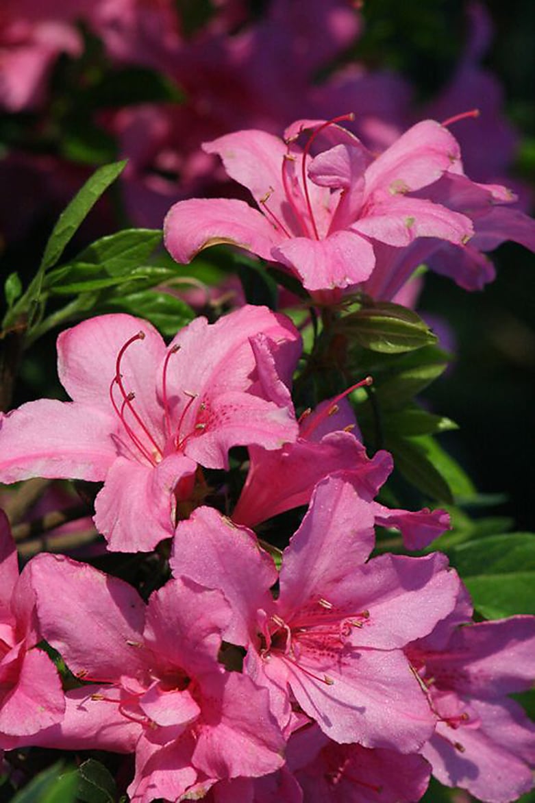 Monrovia 005951 Imperial Princess Azalea Flowering Shrub in In pot (with soil) with Pink Blooms
