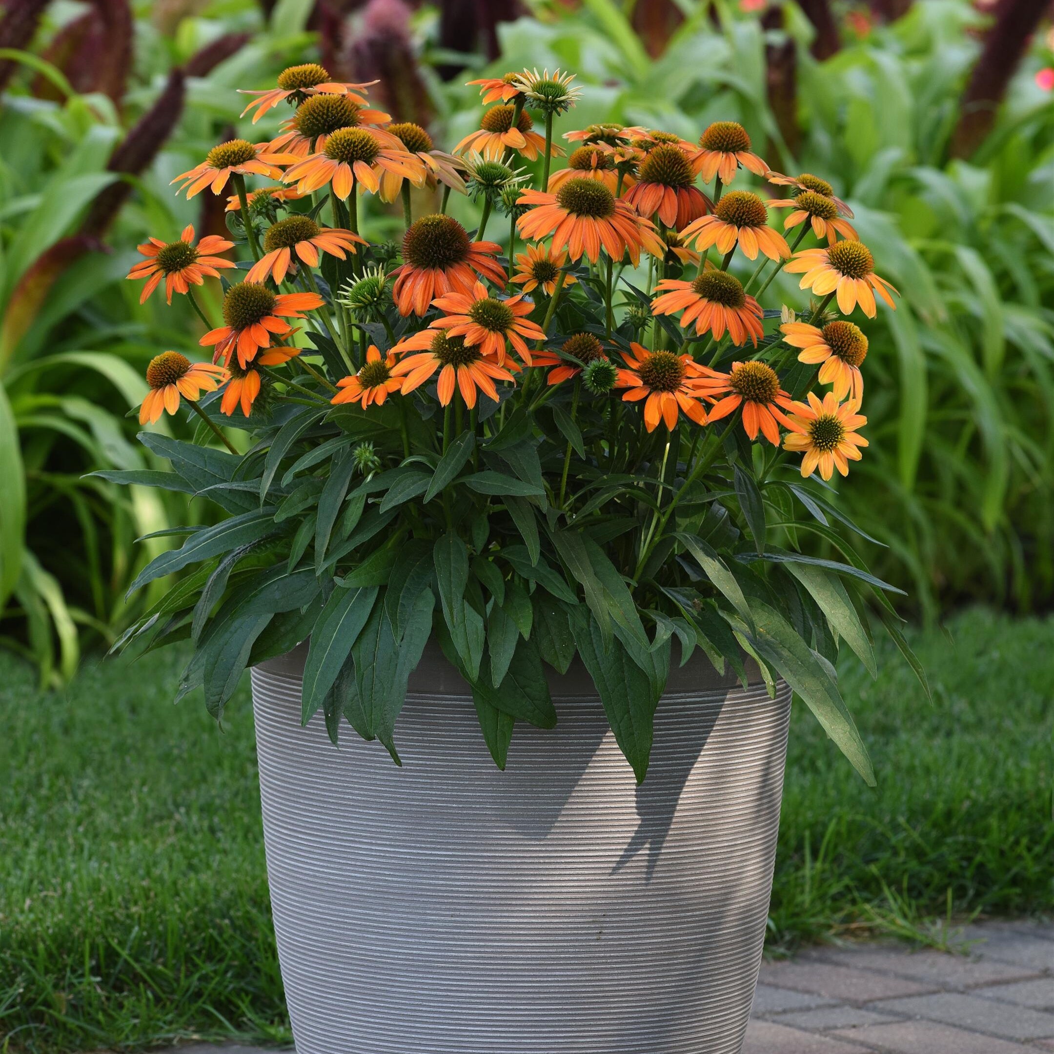 National Plant Network LW1451 perennials - View #6