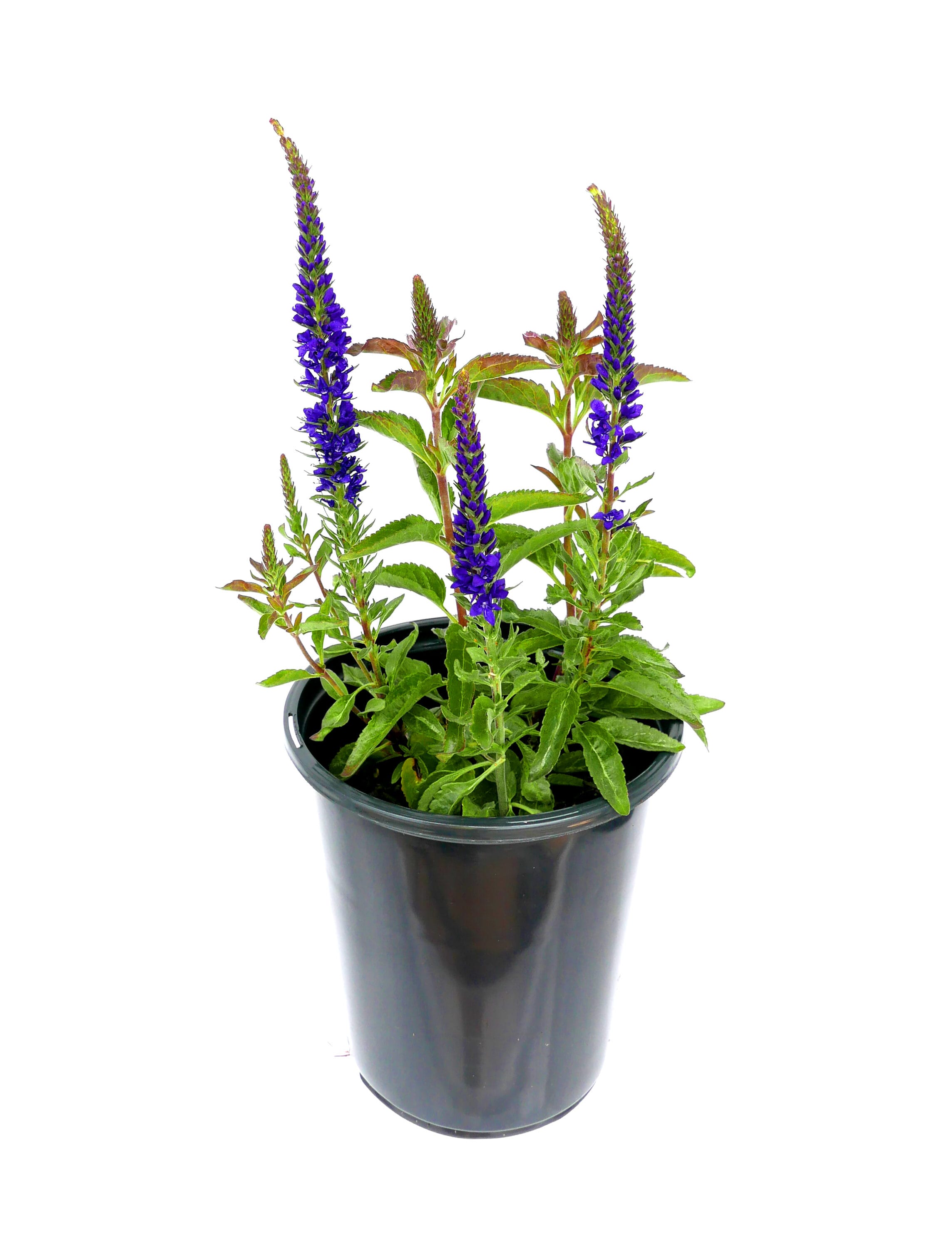  2457 perennials - View #2