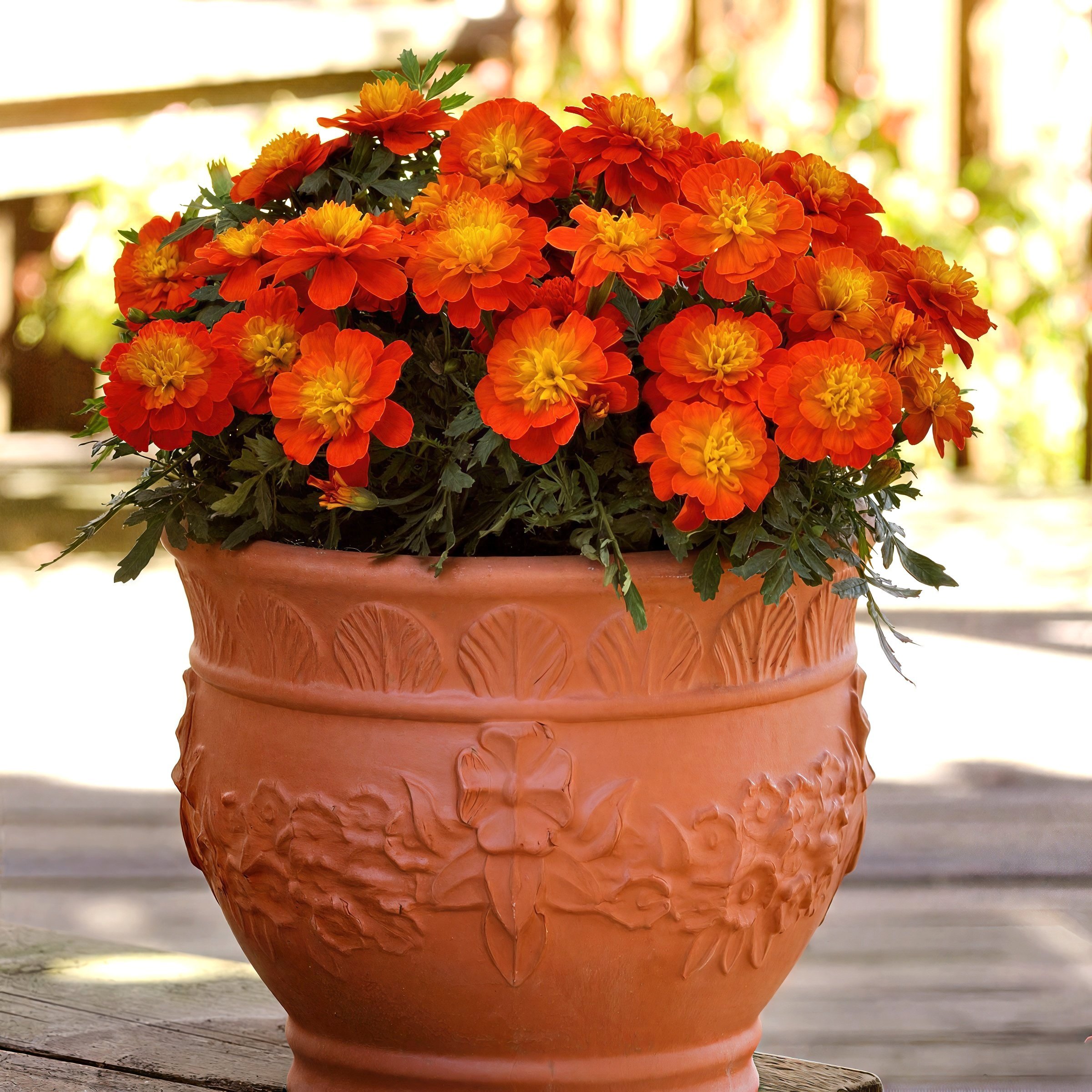 National Plant Network LW2583 annuals - View #11
