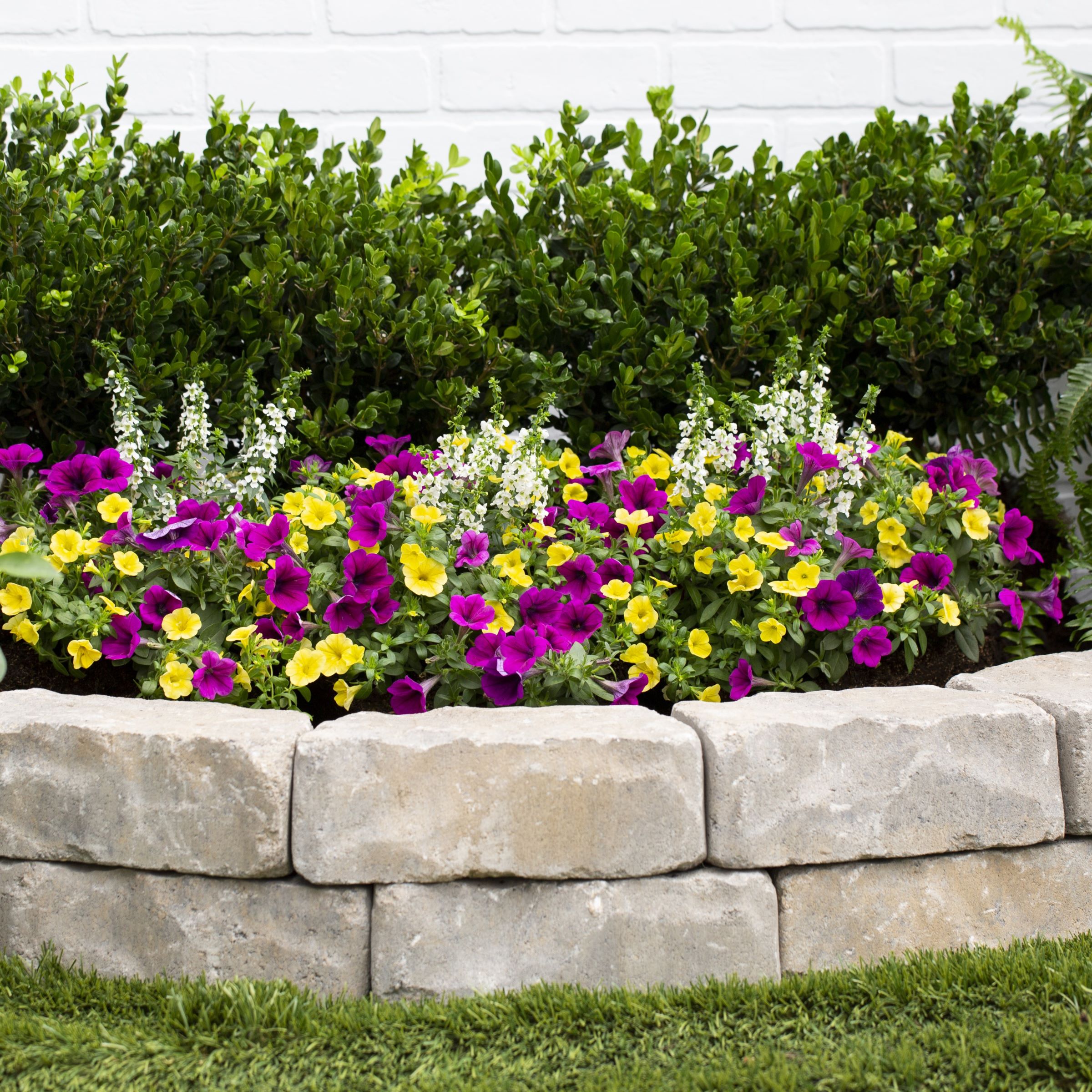 Lowe's NURSERY annuals - View #5