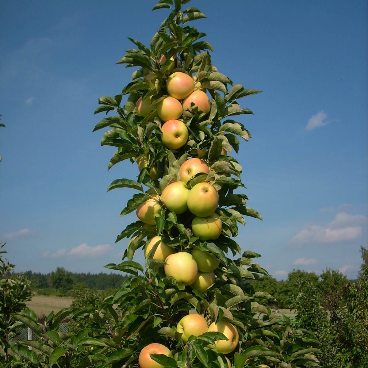 Honeycrisp Apple Tree: Apple and Fruit Trees From Gurneys