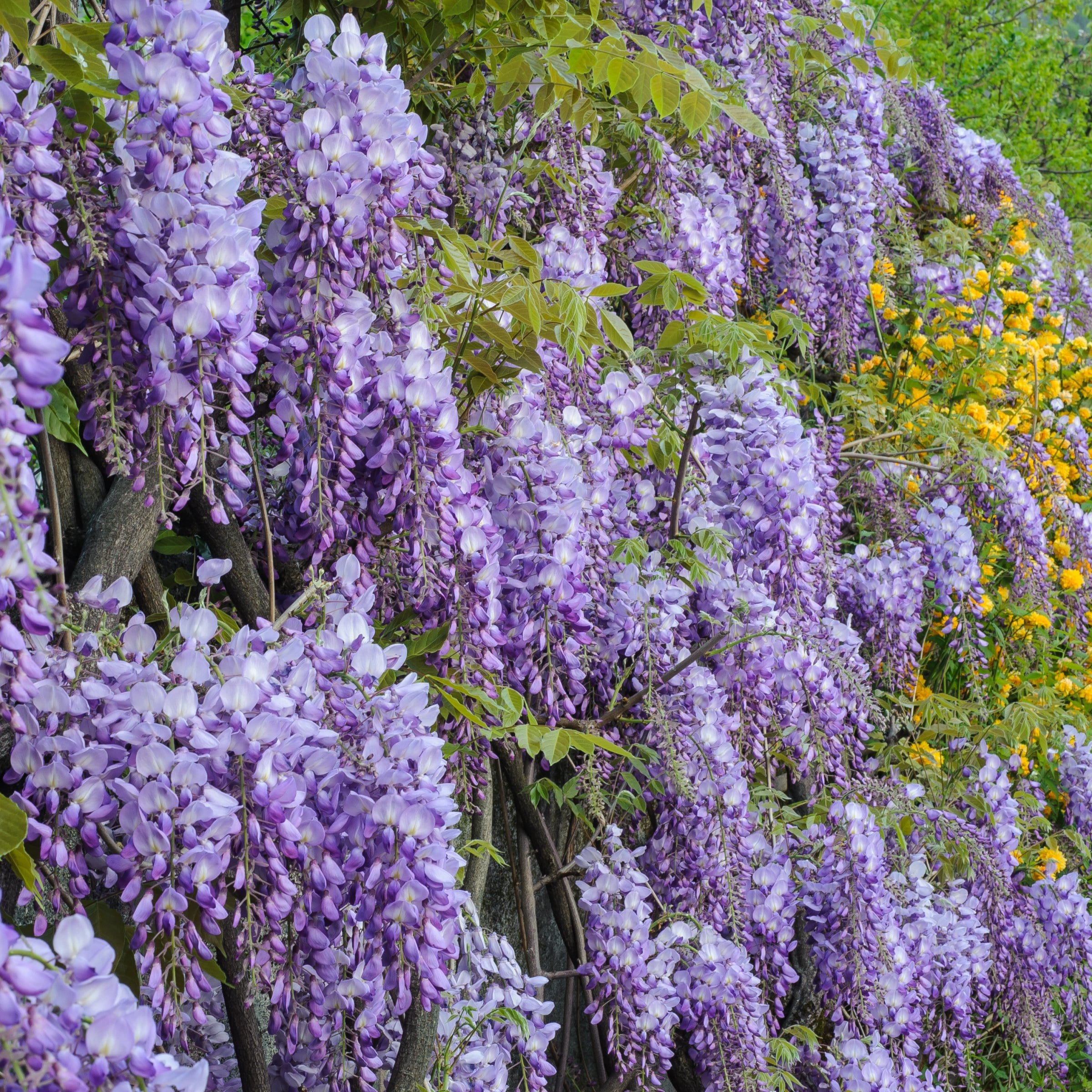 National Plant Network LW1899 perennials - View #9