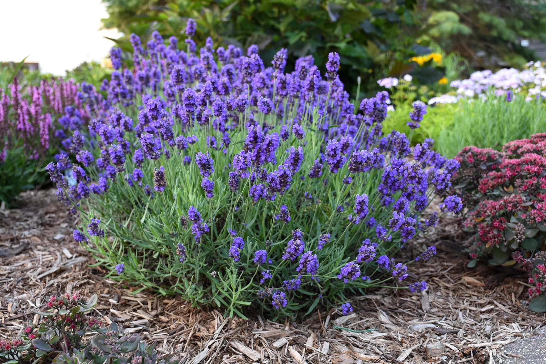 Proven Winners LAVPWP1037103 perennials - View #4