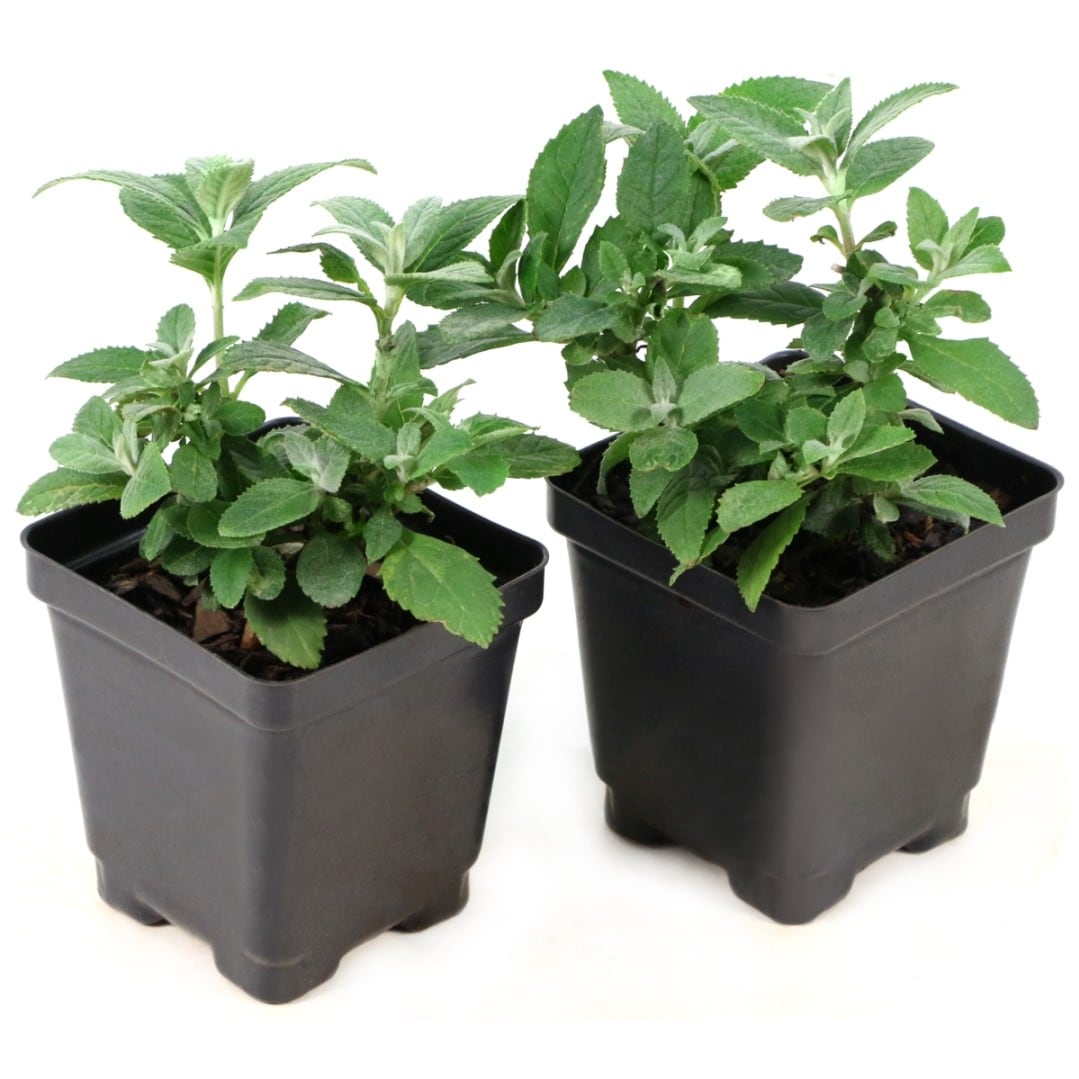 National Plant Network Multicolor Buddleia Dapper Duos Plant in 3.25-in ...