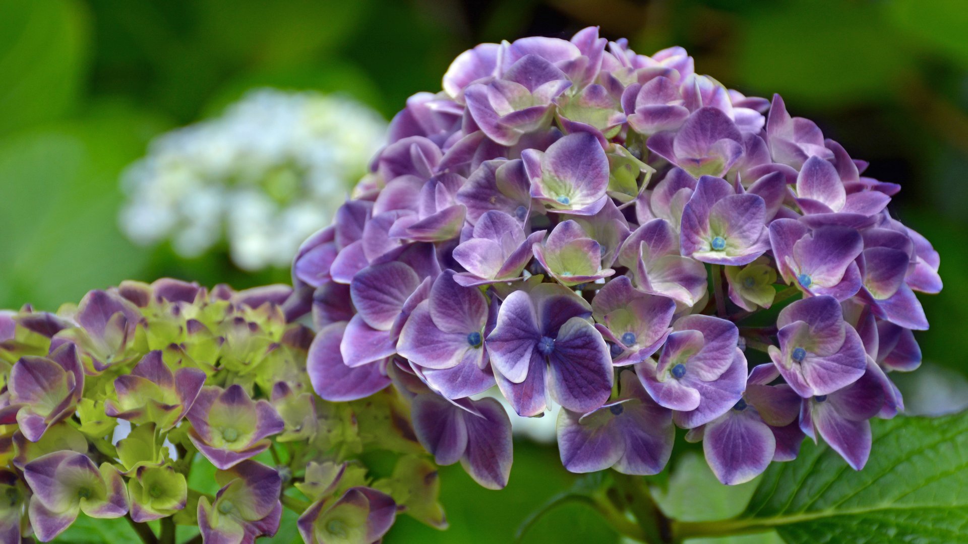 National Plant Network LW1696 shrubs - View #3