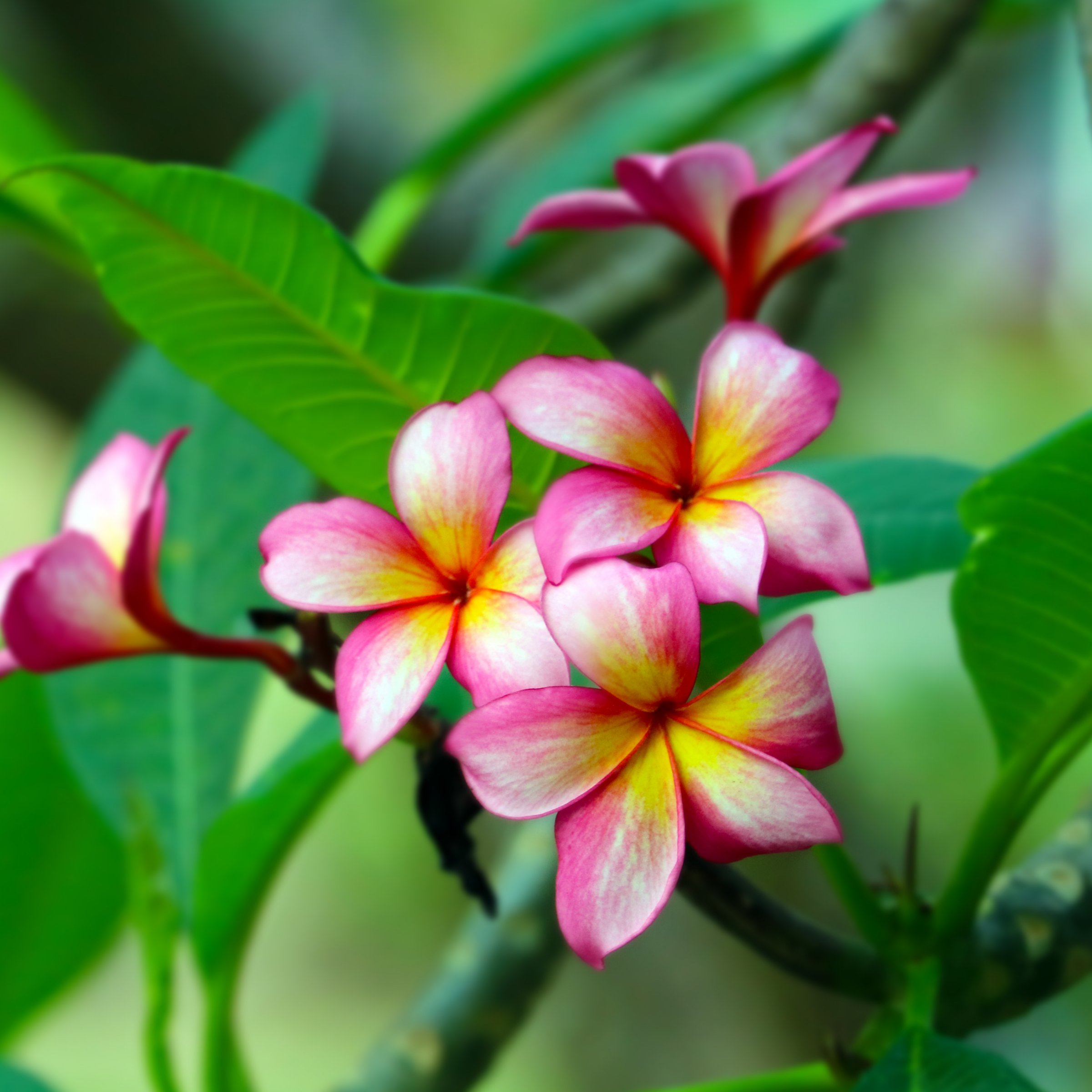 National Plant Network LW2561 Multicolor Plumeria Purple Shell in 1 Gallon(s) Pot 1 -Pack