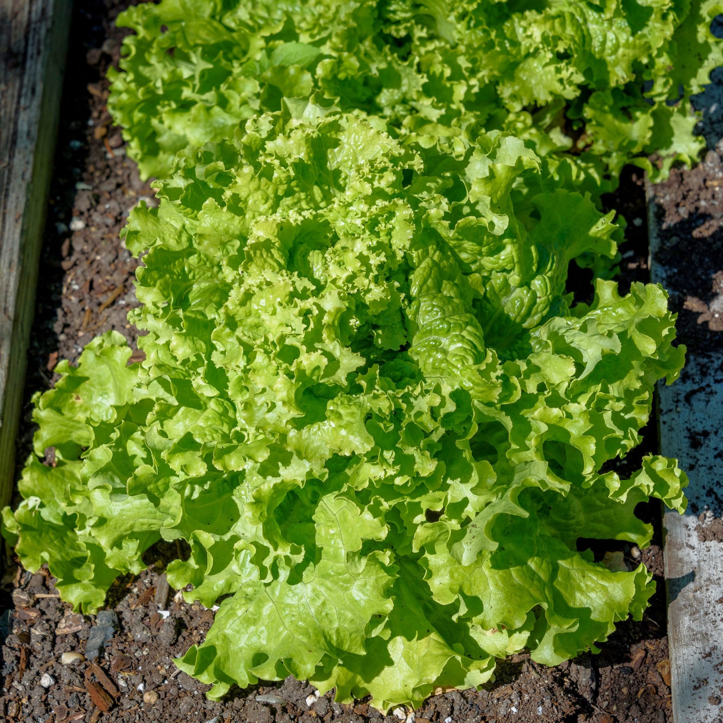 National Plant Network LW2255 Vegetable-Plants - View #4