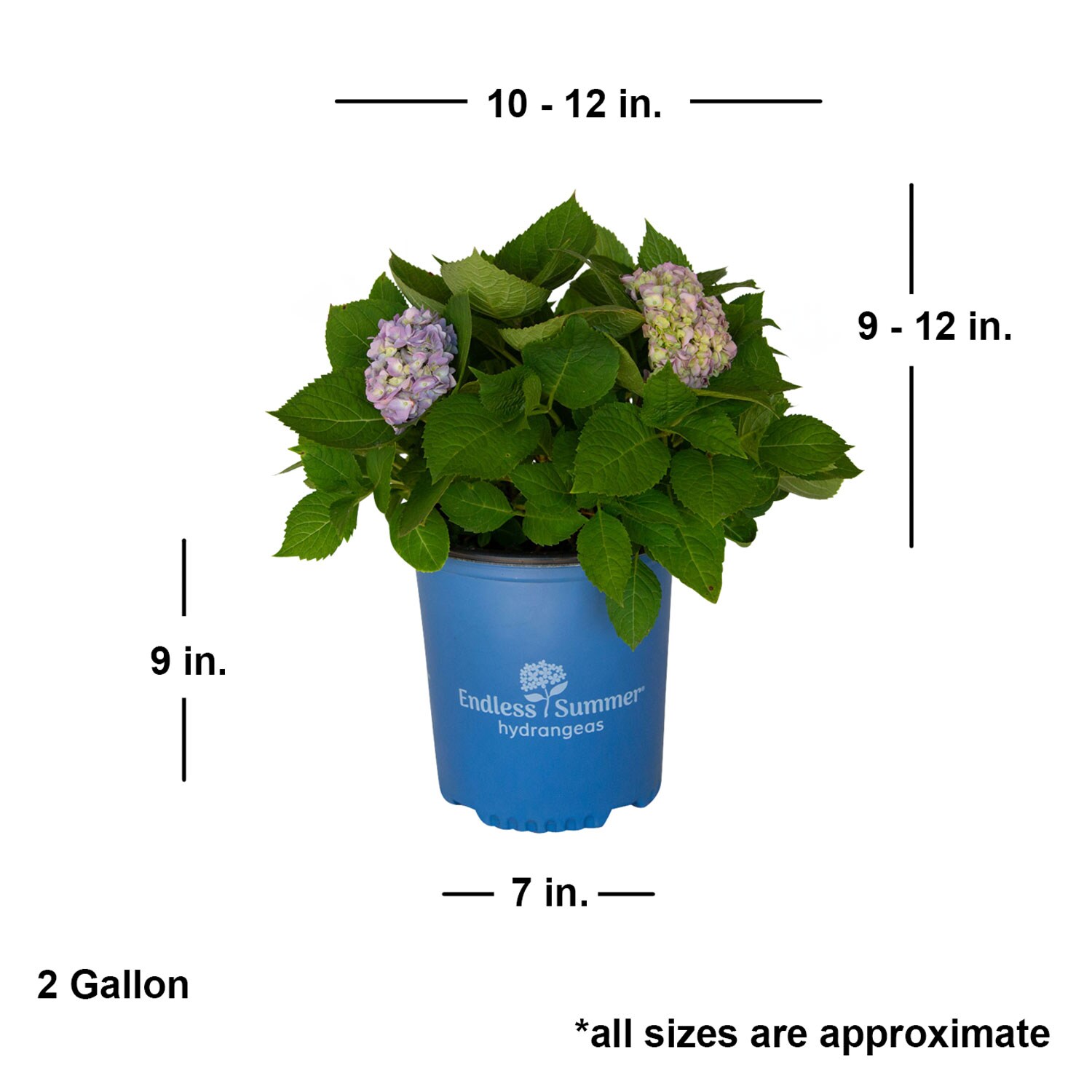 Endless Summer Blue Hydrangea in 1 Gallon Container