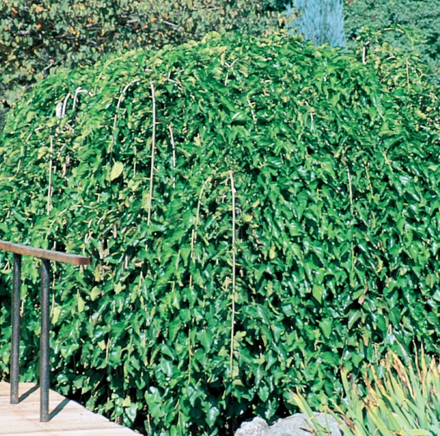  NURSERY 9.55-Gallon Yellow Feature Tree Weeping Mulberry In Pot (With Soil)