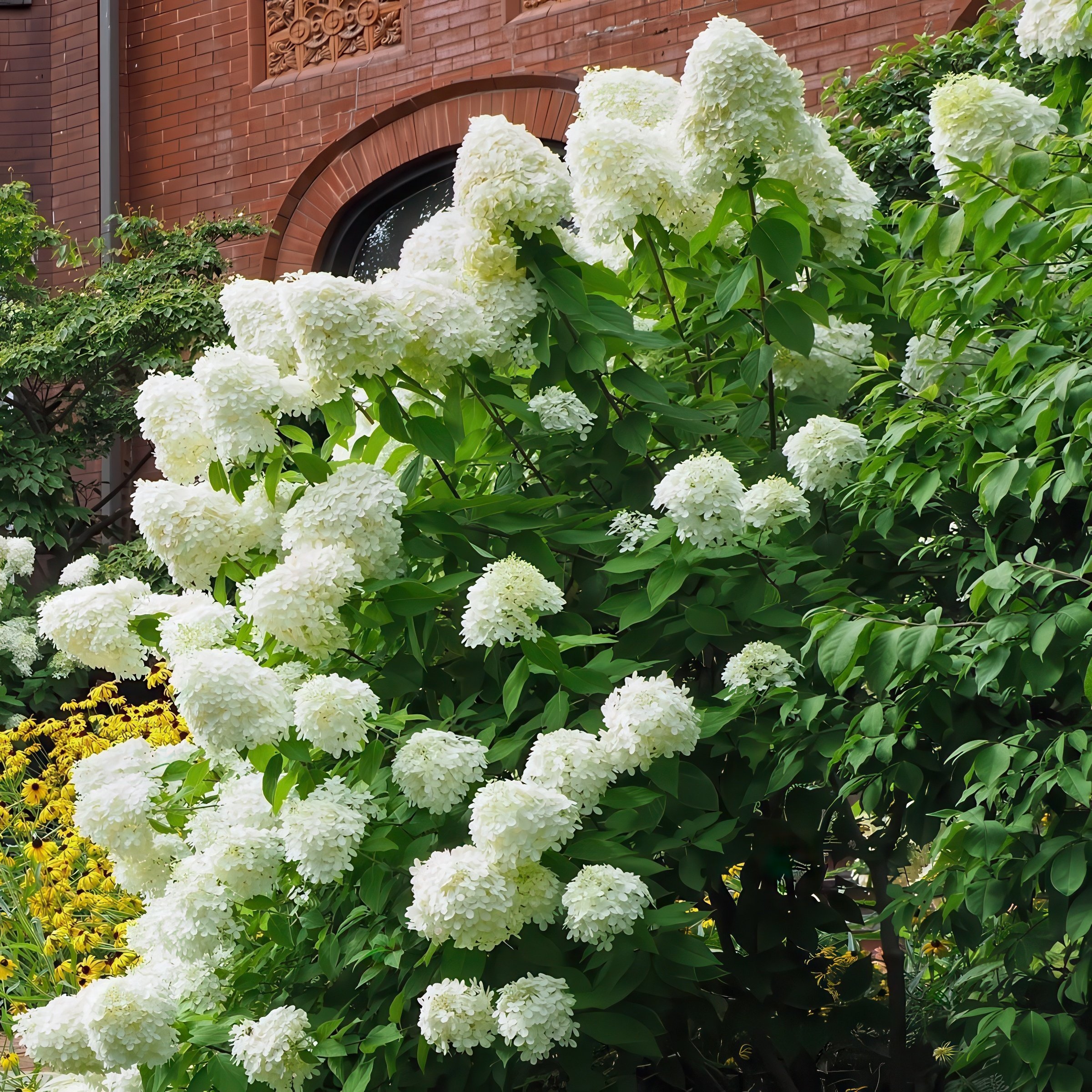 National Plant Network LW2722 shrubs - View #6